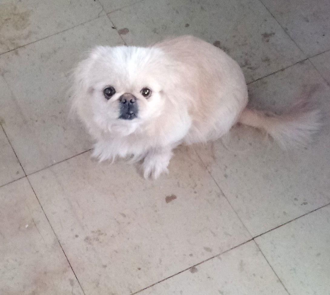 Enlarge Bonnie, a Adopted Pekingese in Oakdale, TN image 1/1