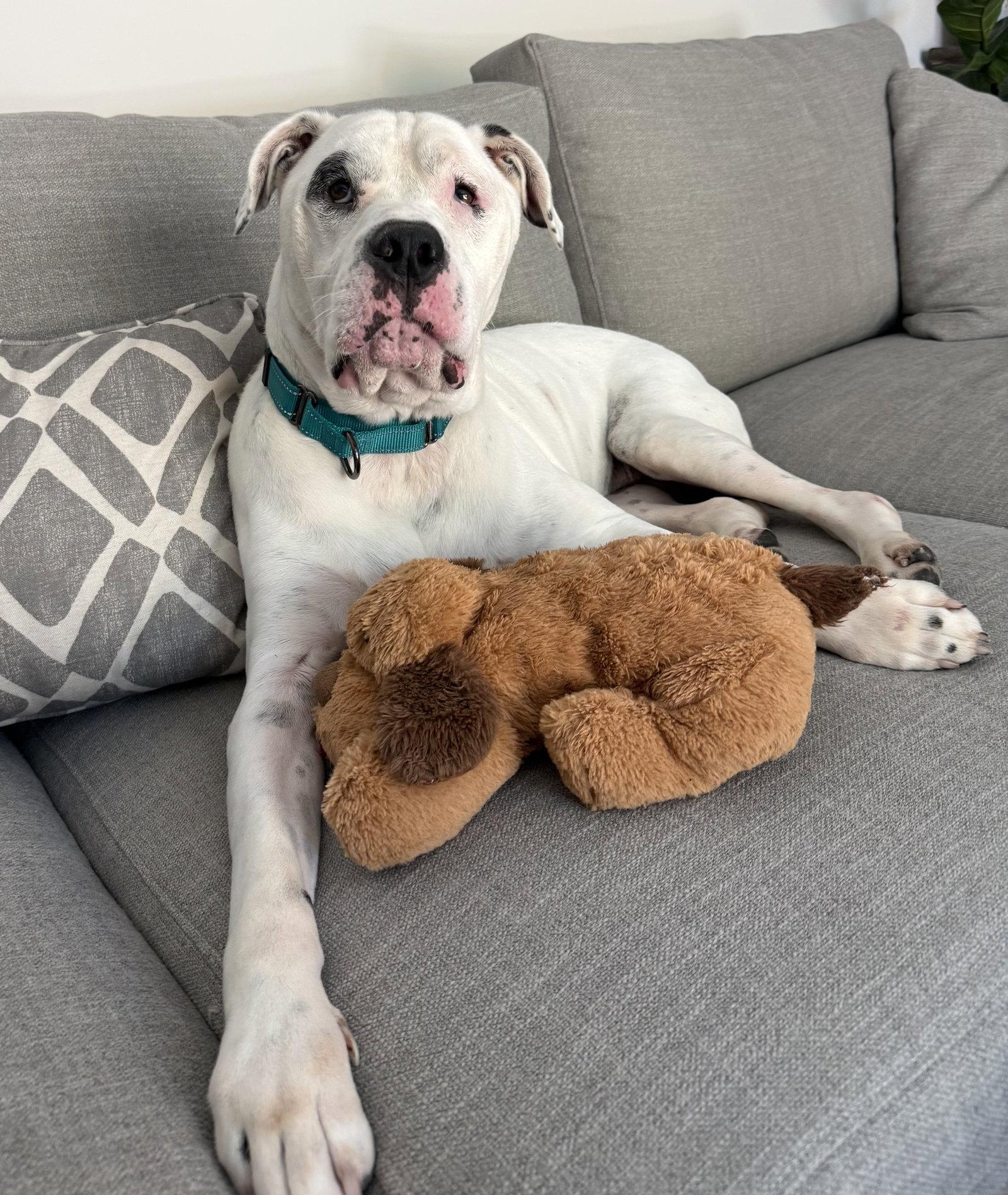 Fabie, Adopted, Adult Male Dogo Argentino & American Bulldog.