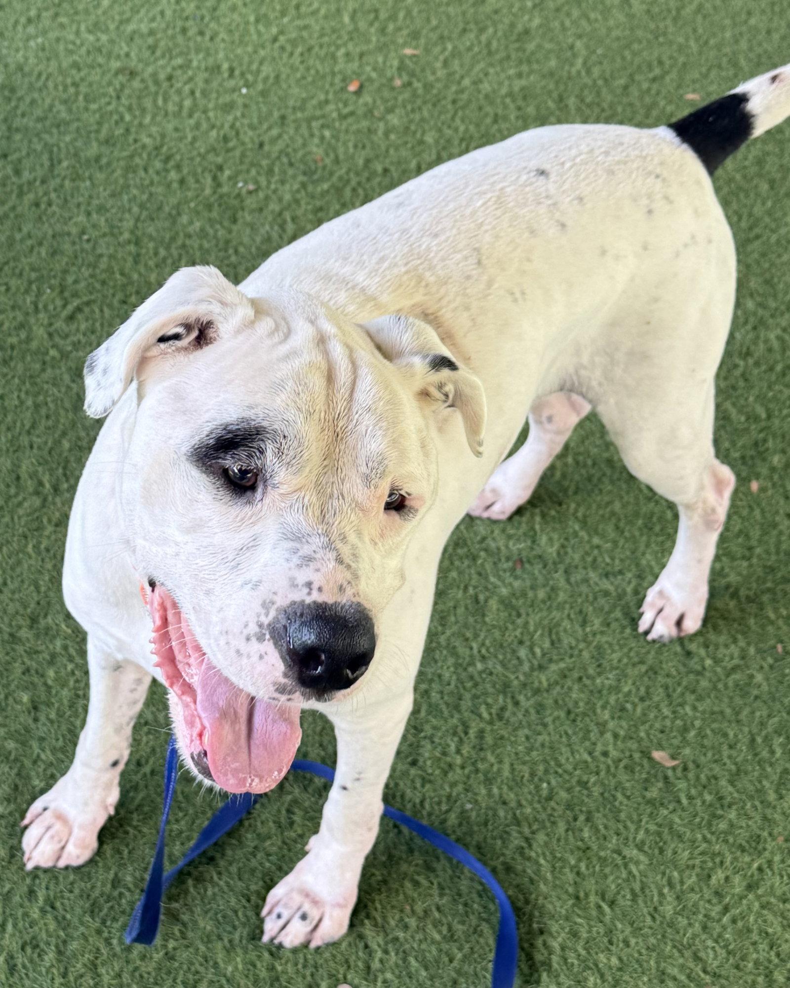 Enlarge Fabie, a Adopted mixed breed in Lighthouse Point, FL image 2/3
