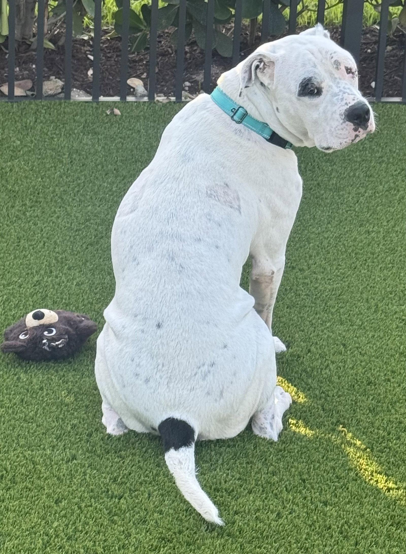 Enlarge Fabie, a Adopted mixed breed in Lighthouse Point, FL image 3/3