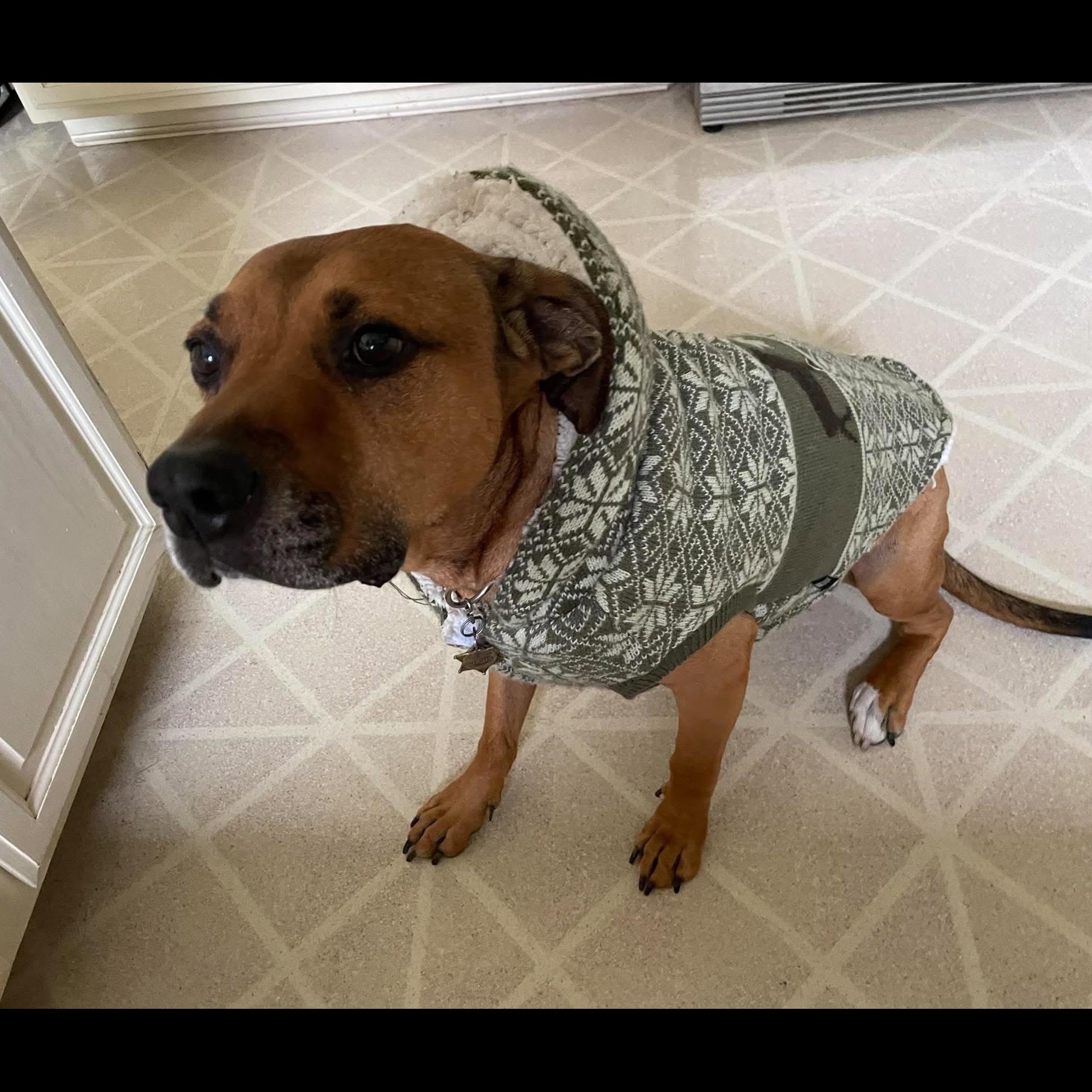 Enlarge Sasha HotDog: Adopt or Forever Foster, a Adoptable mixed breed in Rochester, NY image 1/6