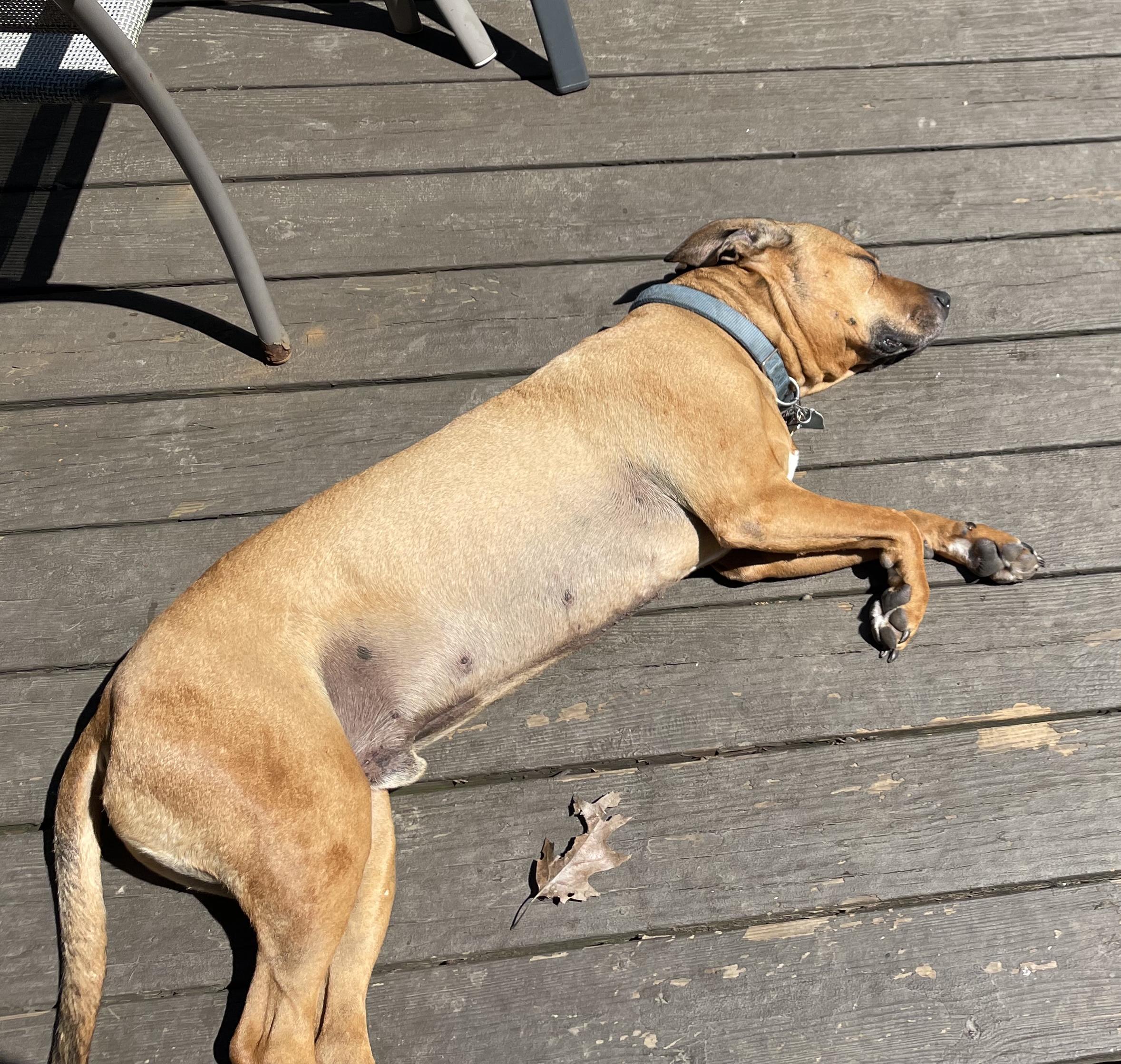 Enlarge Sasha HotDog: Adopt or Forever Foster, a Adoptable mixed breed in Rochester, NY image 2/6