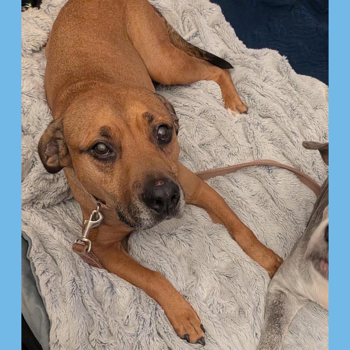 Enlarge Sasha HotDog: Adopt or Forever Foster, a Adoptable mixed breed in Rochester, NY image 3/6