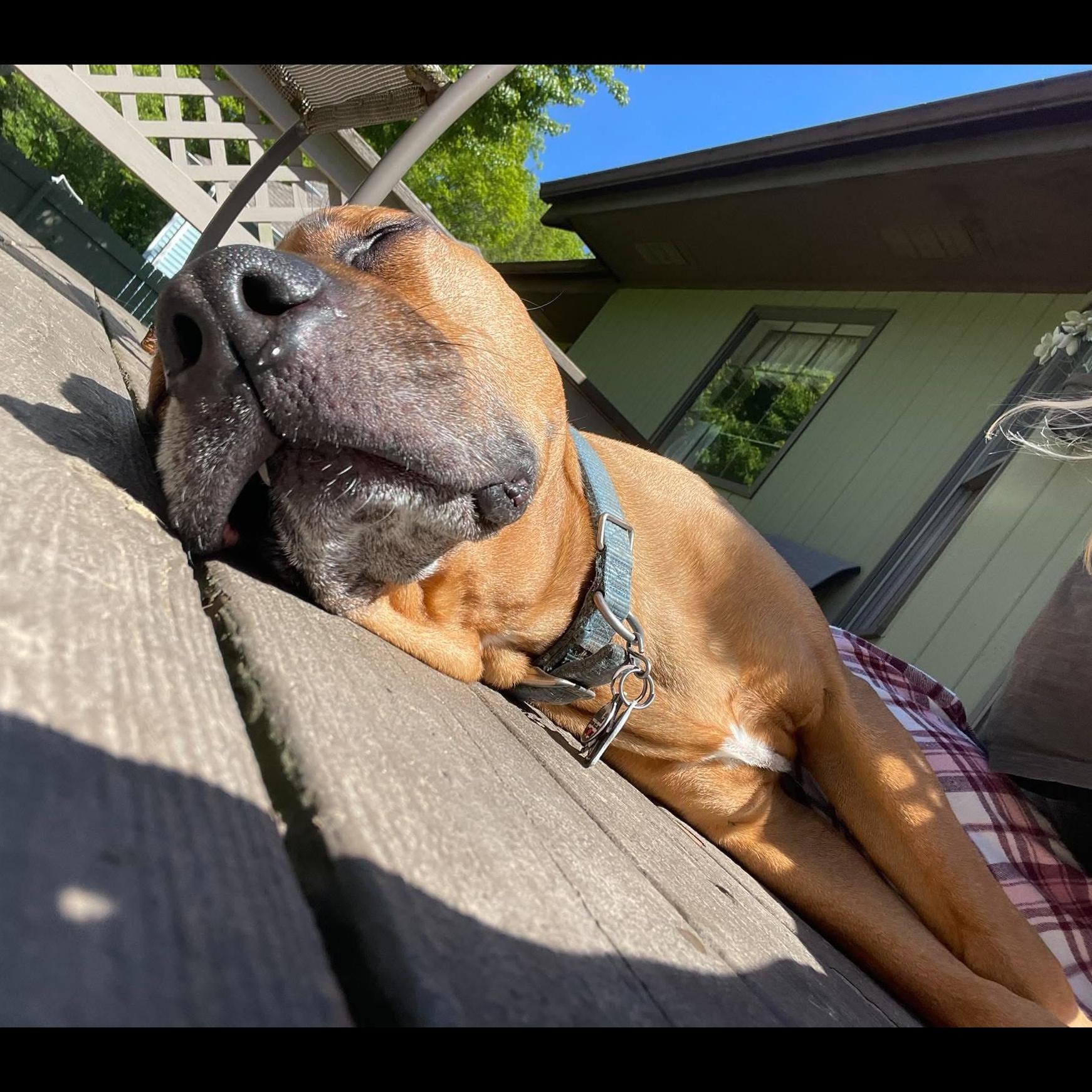 Enlarge Sasha HotDog: Adopt or Forever Foster, a Adoptable mixed breed in Rochester, NY image 4/6