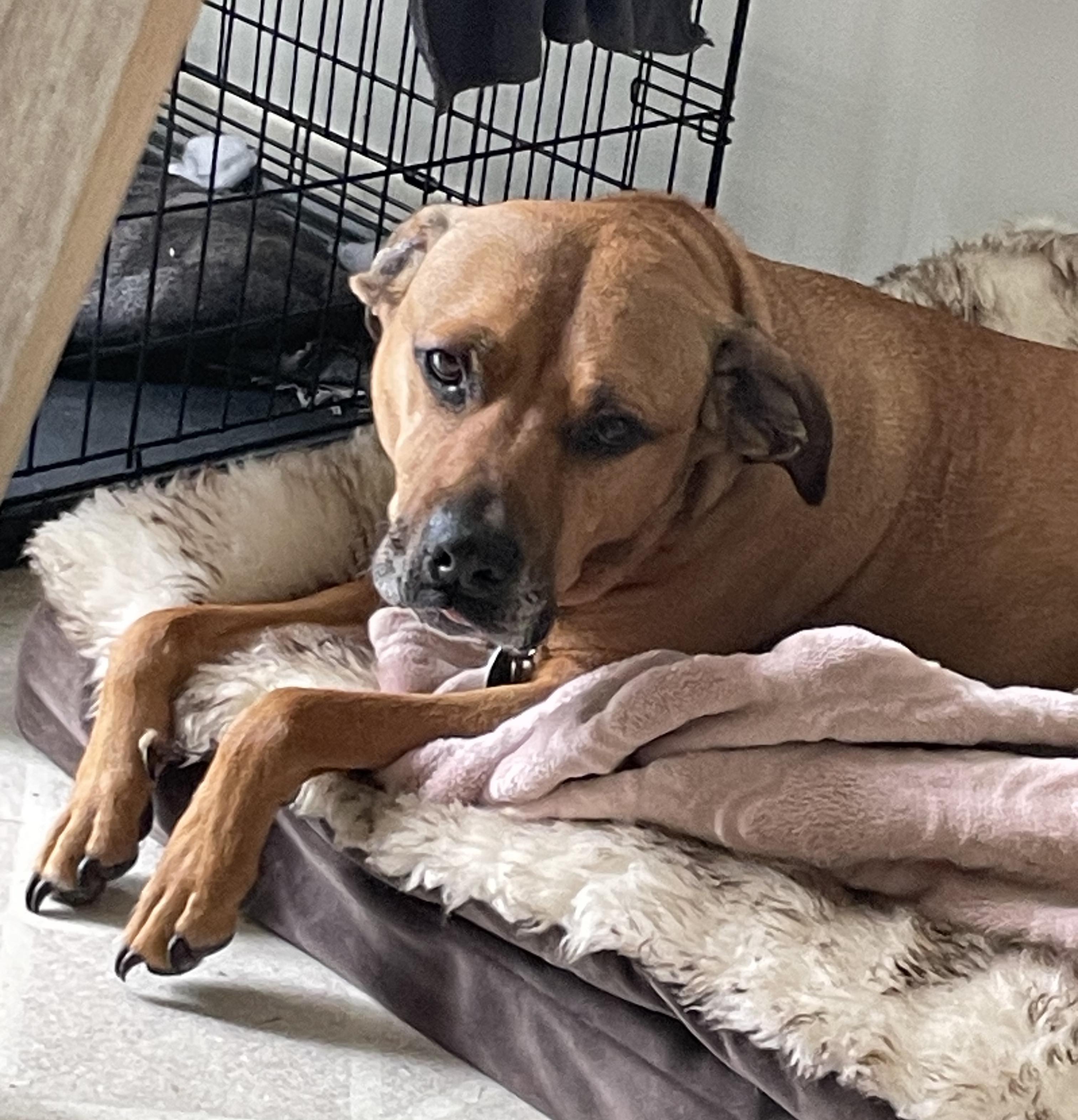 Enlarge Sasha HotDog: Adopt or Forever Foster, a Adoptable mixed breed in Rochester, NY image 5/6