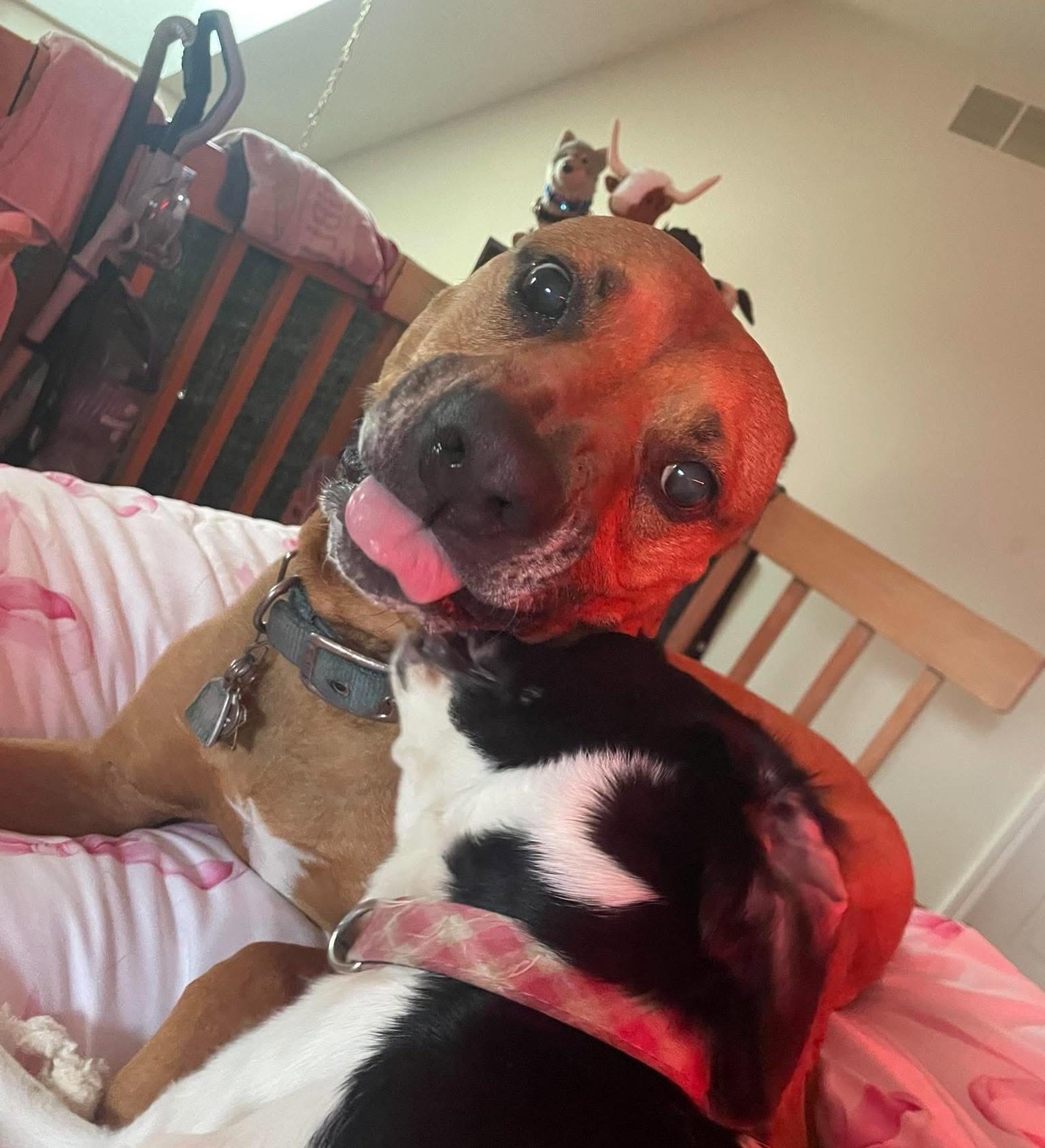 Enlarge Sasha HotDog: Adopt or Forever Foster, a Adoptable mixed breed in Rochester, NY image 6/6