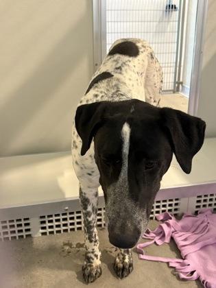 Spoopy, Adoptable, Adult Male German Shorthaired Pointer & Hound.