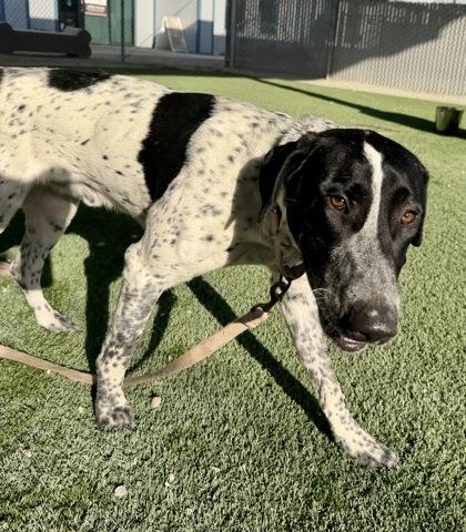 Enlarge Spoopy, a Adoptable mixed breed in Fresno, CA image 2/2