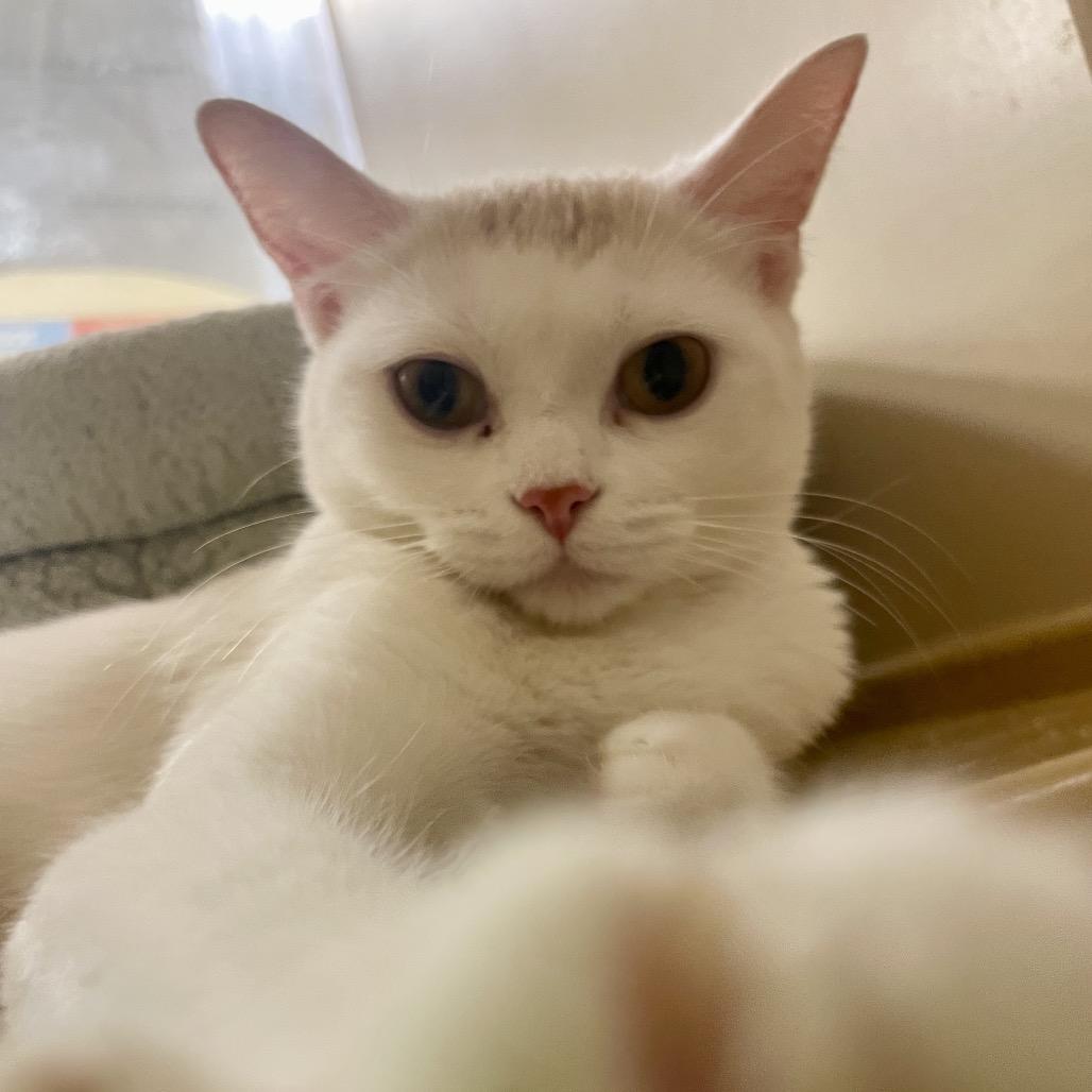 Flora, Adoptable, Young Female Domestic Short Hair & Domestic Short Hair.