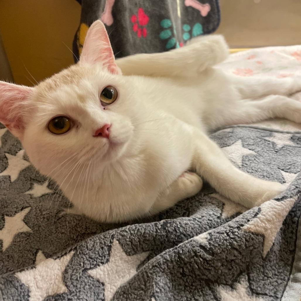Enlarge Flora, a Adoptable mixed breed in Chicago, IL image 2/6