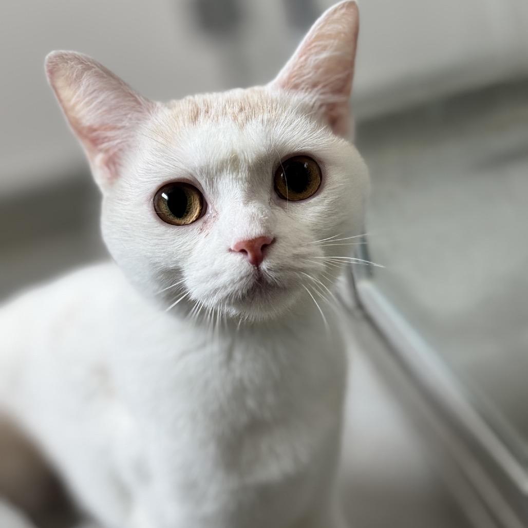 Enlarge Flora, a Adoptable mixed breed in Chicago, IL image 3/6