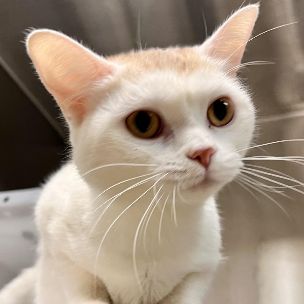 Enlarge Flora, a Adoptable mixed breed in Chicago, IL image 4/6