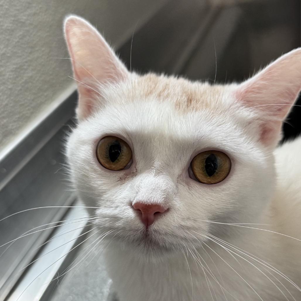Enlarge Flora, a Adoptable mixed breed in Chicago, IL image 5/6