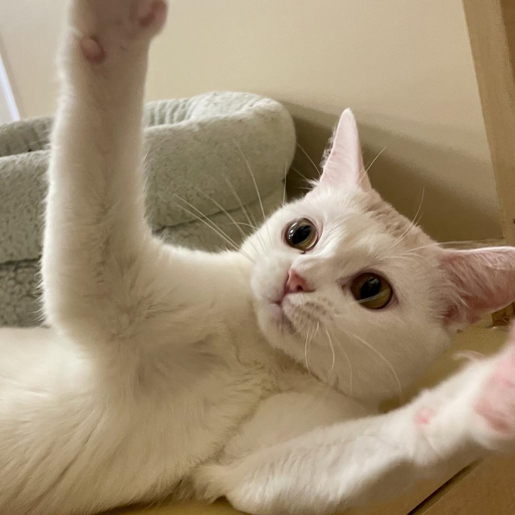 Enlarge Flora, a Adoptable mixed breed in Chicago, IL image 6/6
