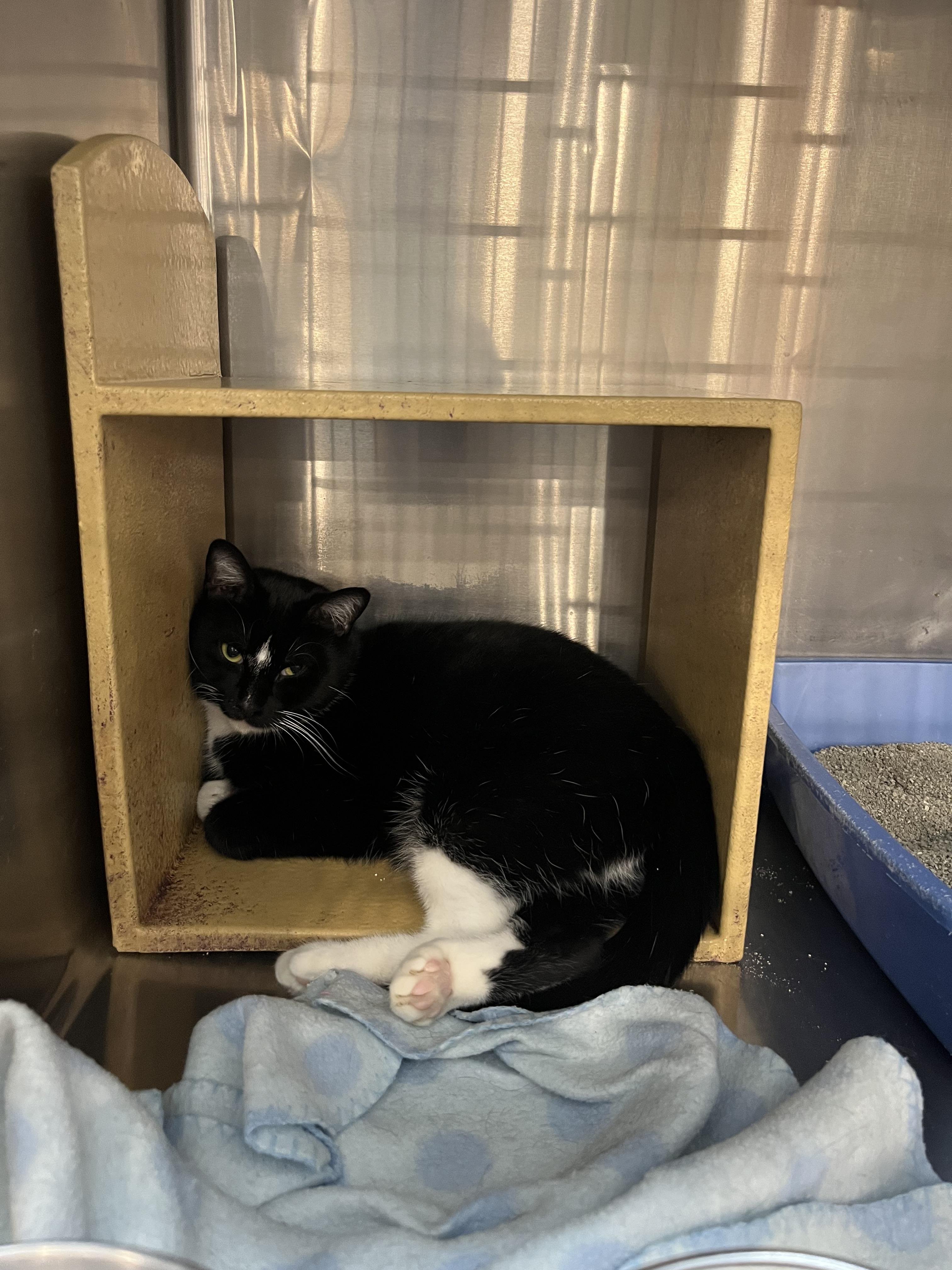 Enlarge Elphie, a Adoptable Domestic Short Hair in Yorktown, IN image 1/2