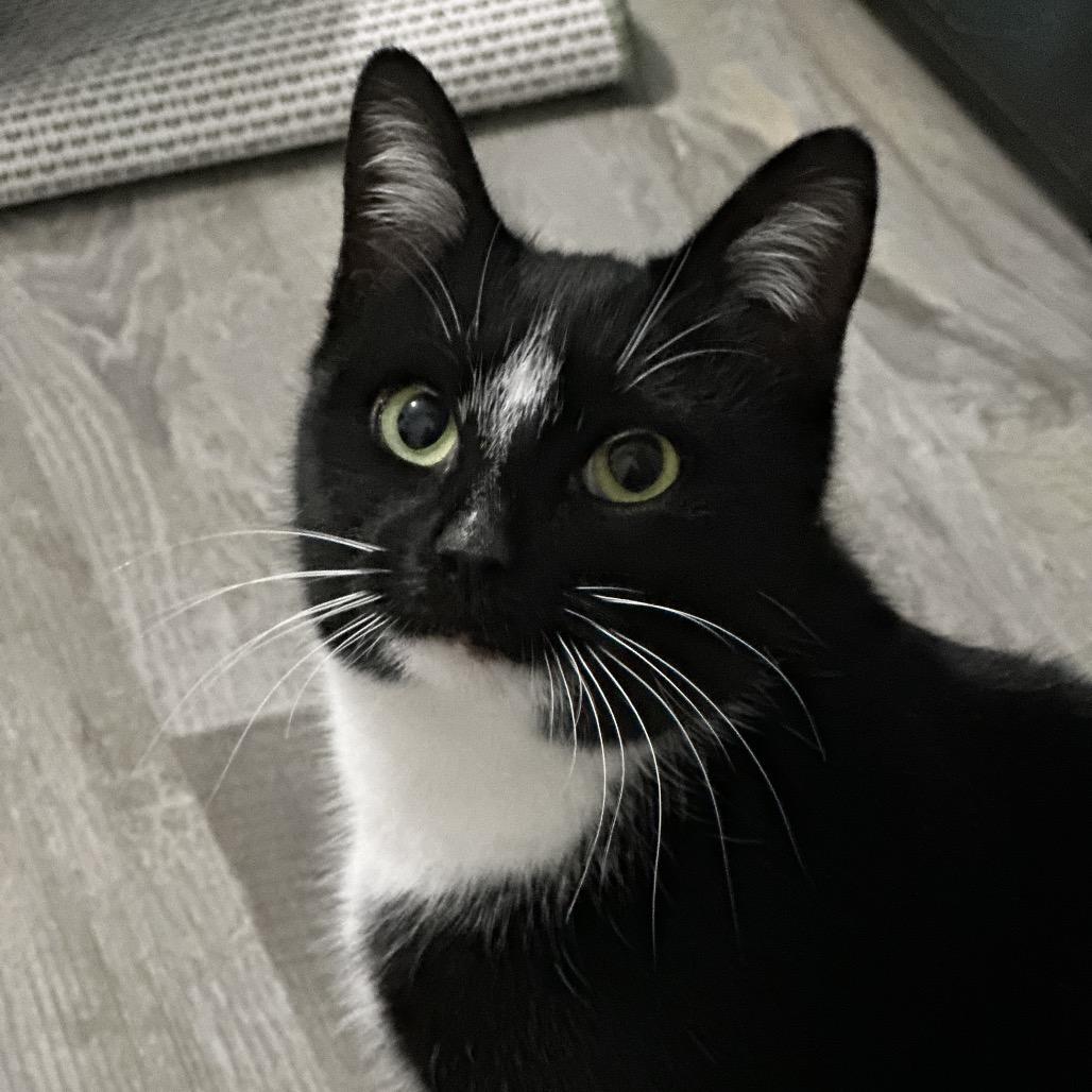 Enlarge Elphie, a Adoptable Domestic Short Hair in Yorktown, IN image 2/2