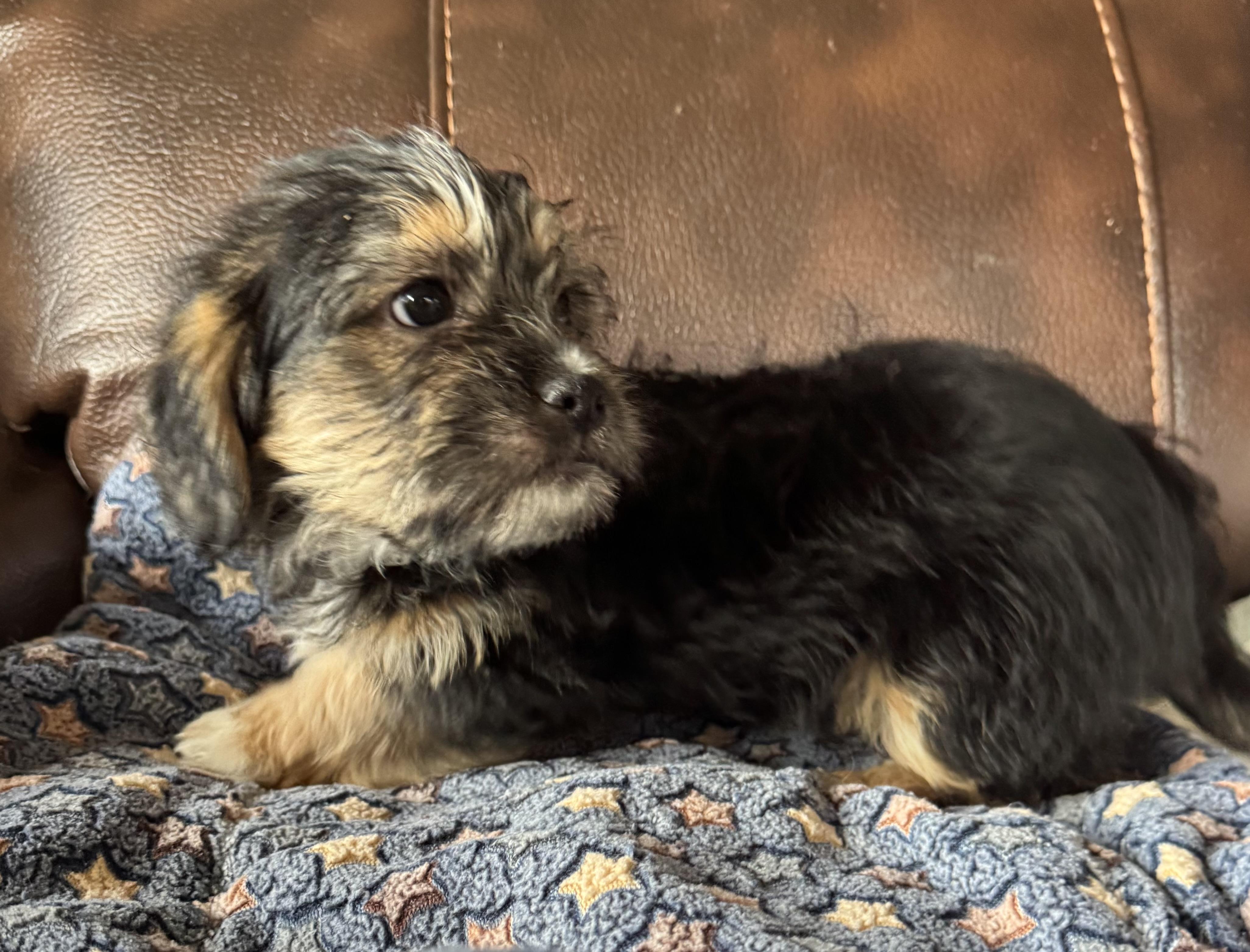Enlarge Caine, a ADOPTABLE Shorkie in Glenwood City, WI image 2/3