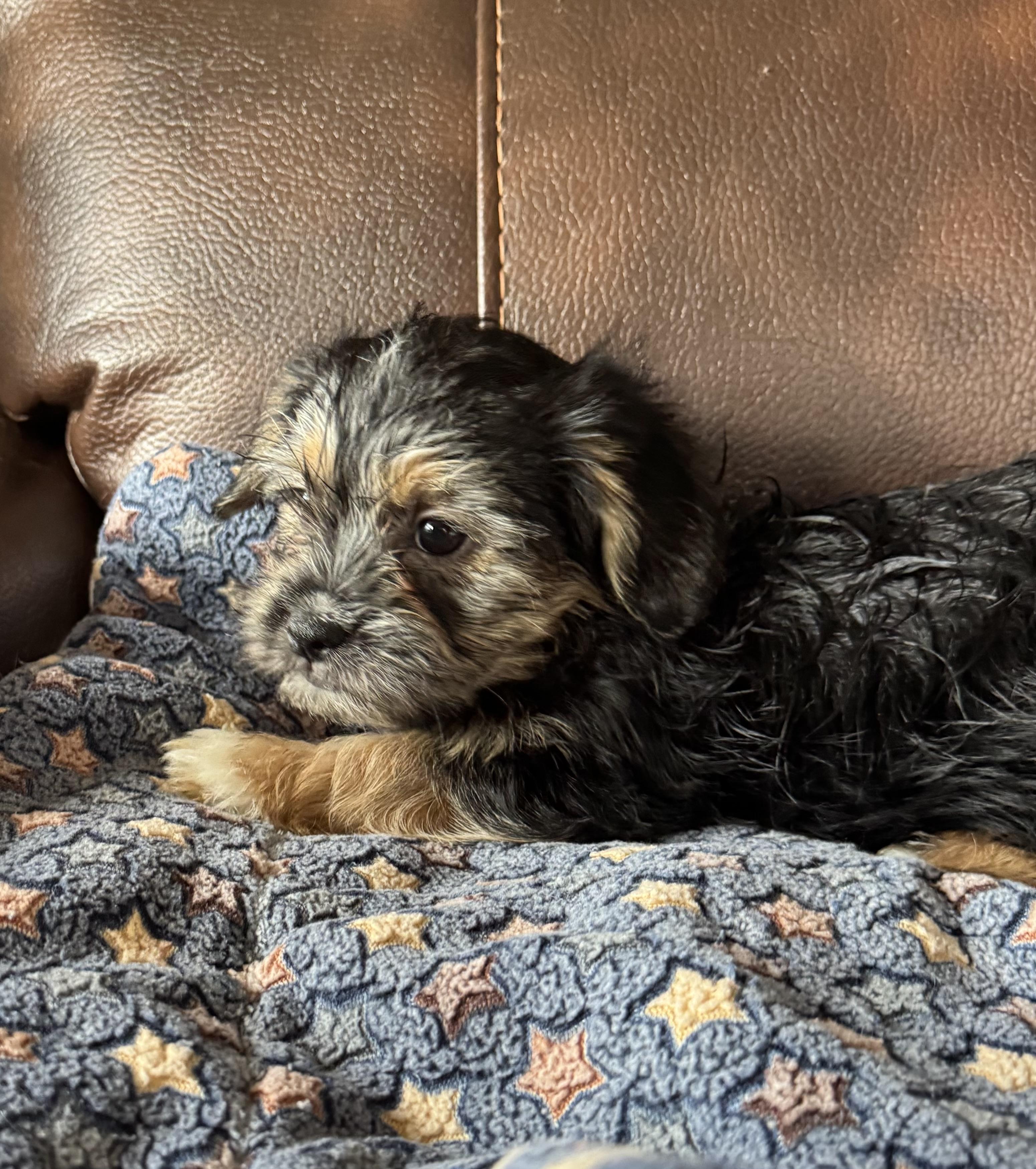 Enlarge Caine, a ADOPTABLE Shorkie in Glenwood City, WI image 1/3