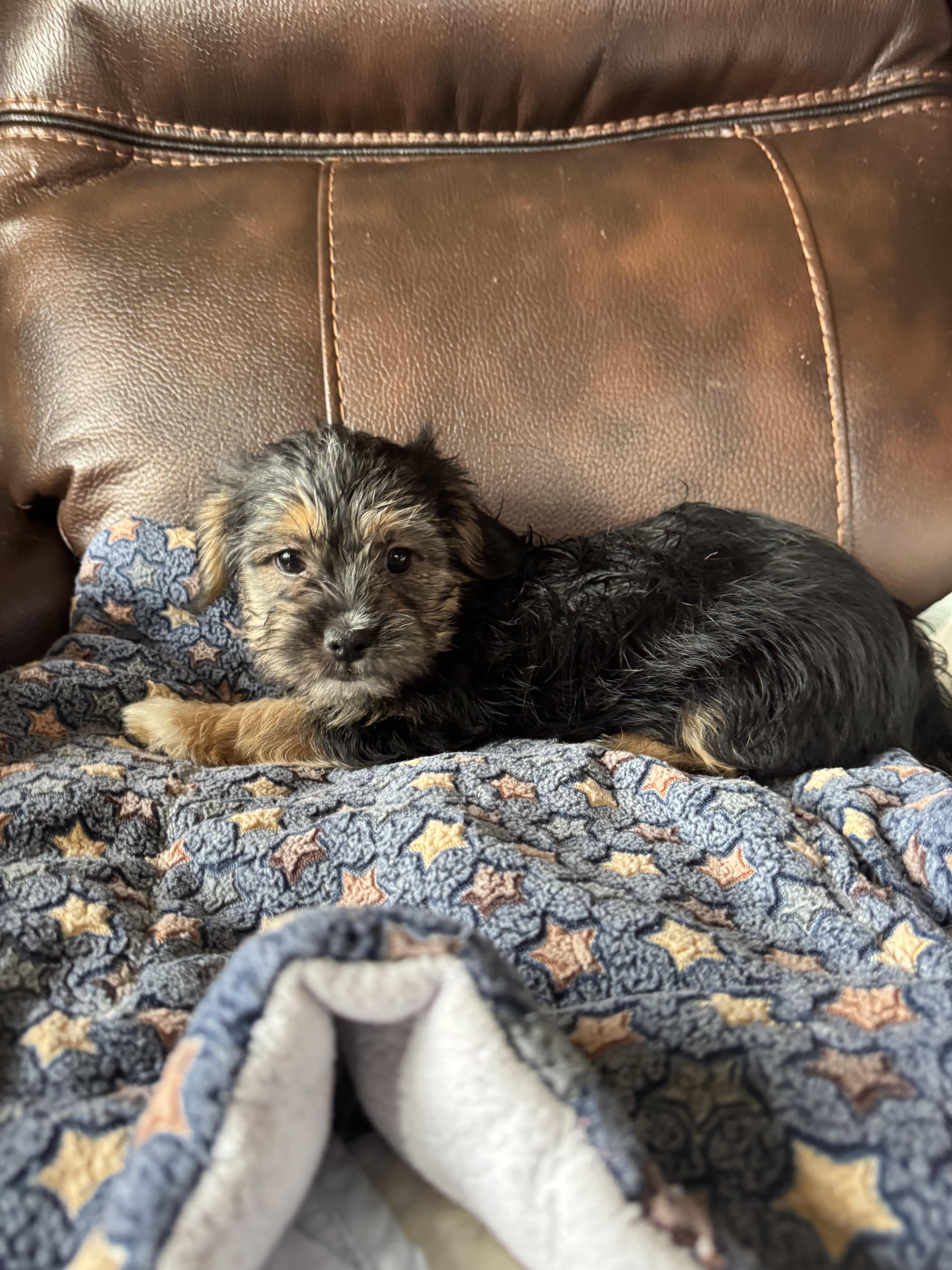 Enlarge Caine, a ADOPTABLE Shorkie in Glenwood City, WI image 3/3