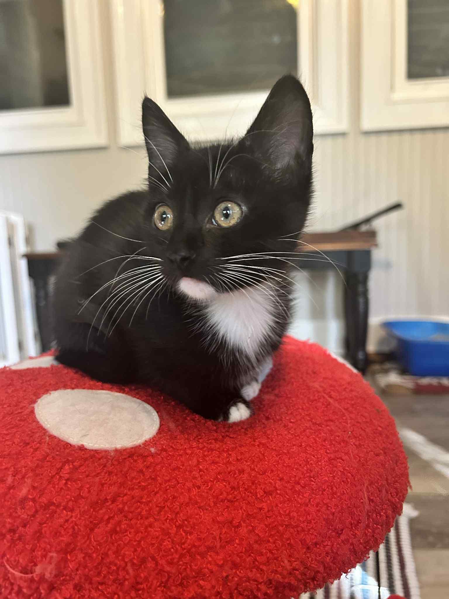 Raya, Adopted, Kitten Female Domestic Short Hair.