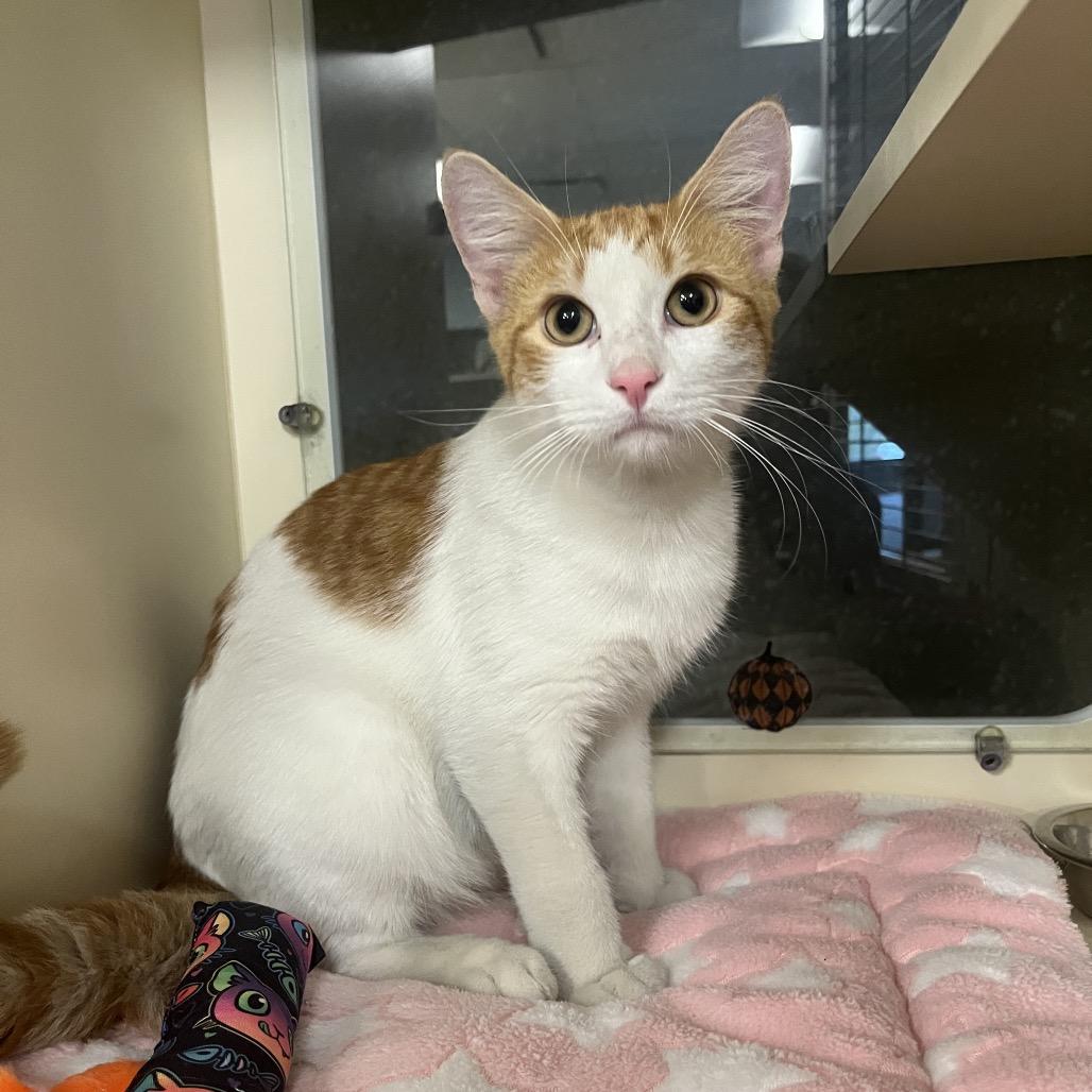 Enlarge Dorito, a Adoptable Domestic Short Hair in Hinsdale, IL image 1/1