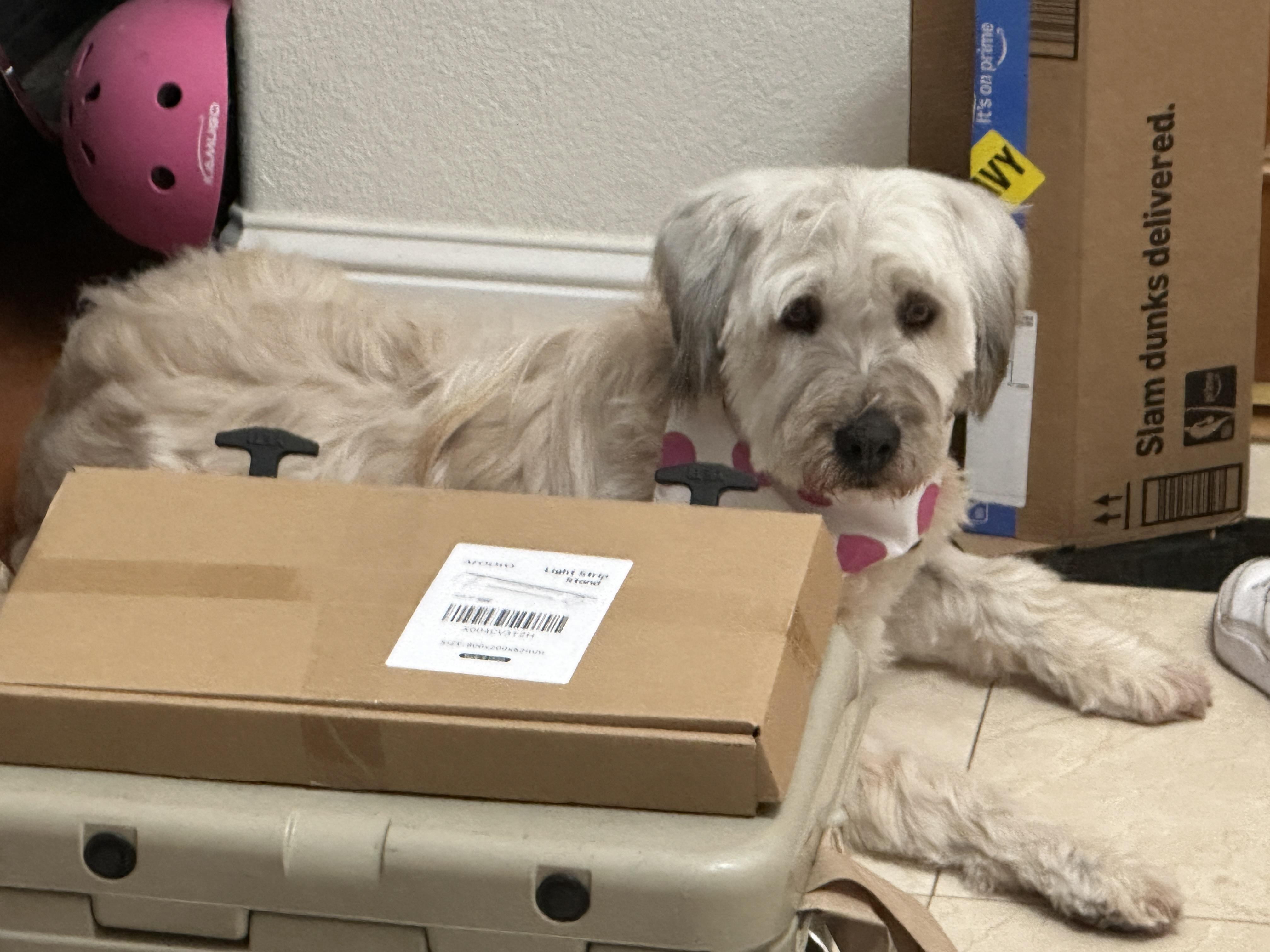 Enlarge Sora, a ADOPTABLE mixed breed in San Jose, CA image 2/2