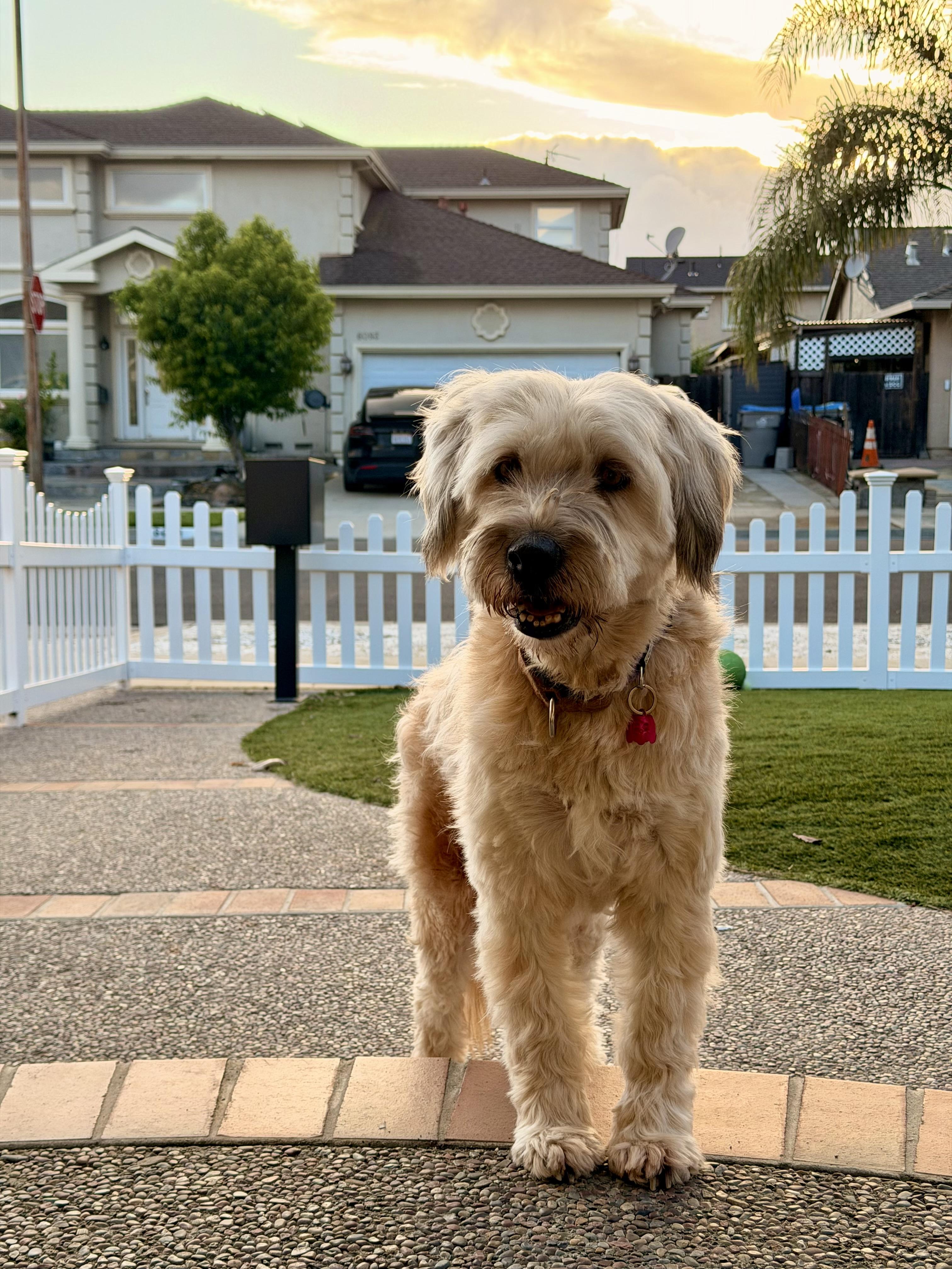 Enlarge Sora, a ADOPTABLE mixed breed in San Jose, CA image 4/4