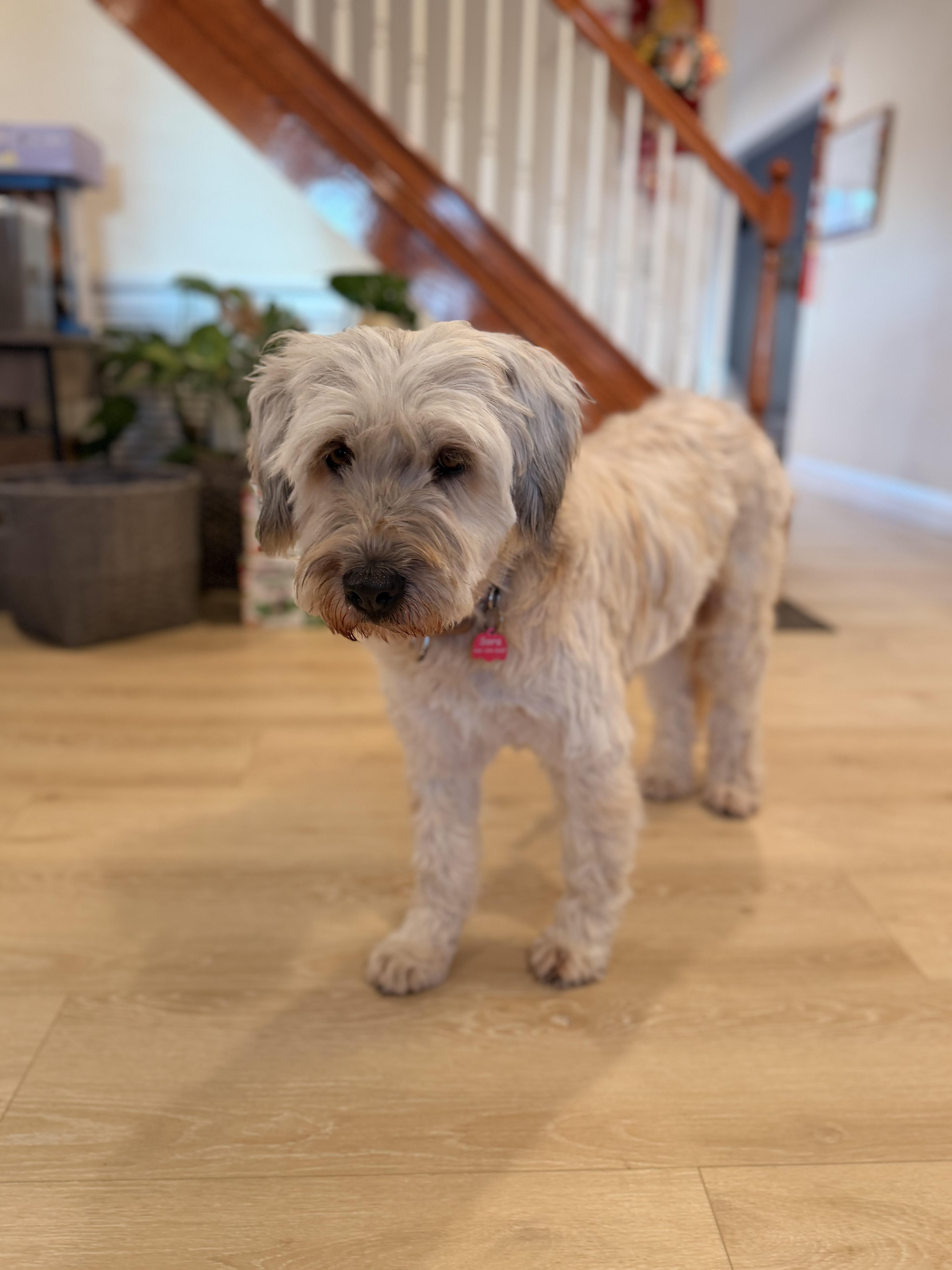 Enlarge Sora, a ADOPTABLE mixed breed in San Jose, CA image 1/4