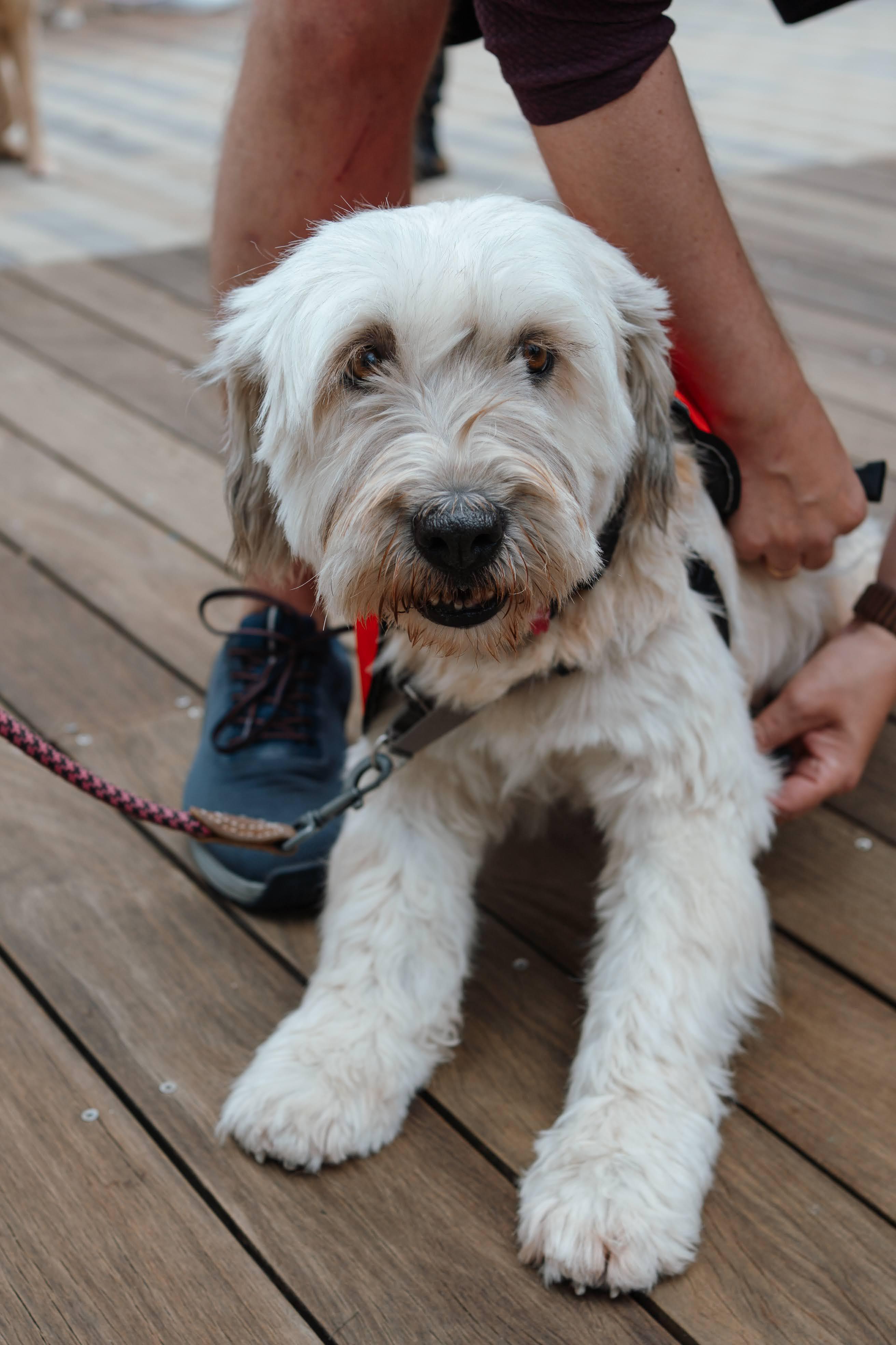 Sora, a ADOPTABLE mixed breed in San Jose, CA image 1/5