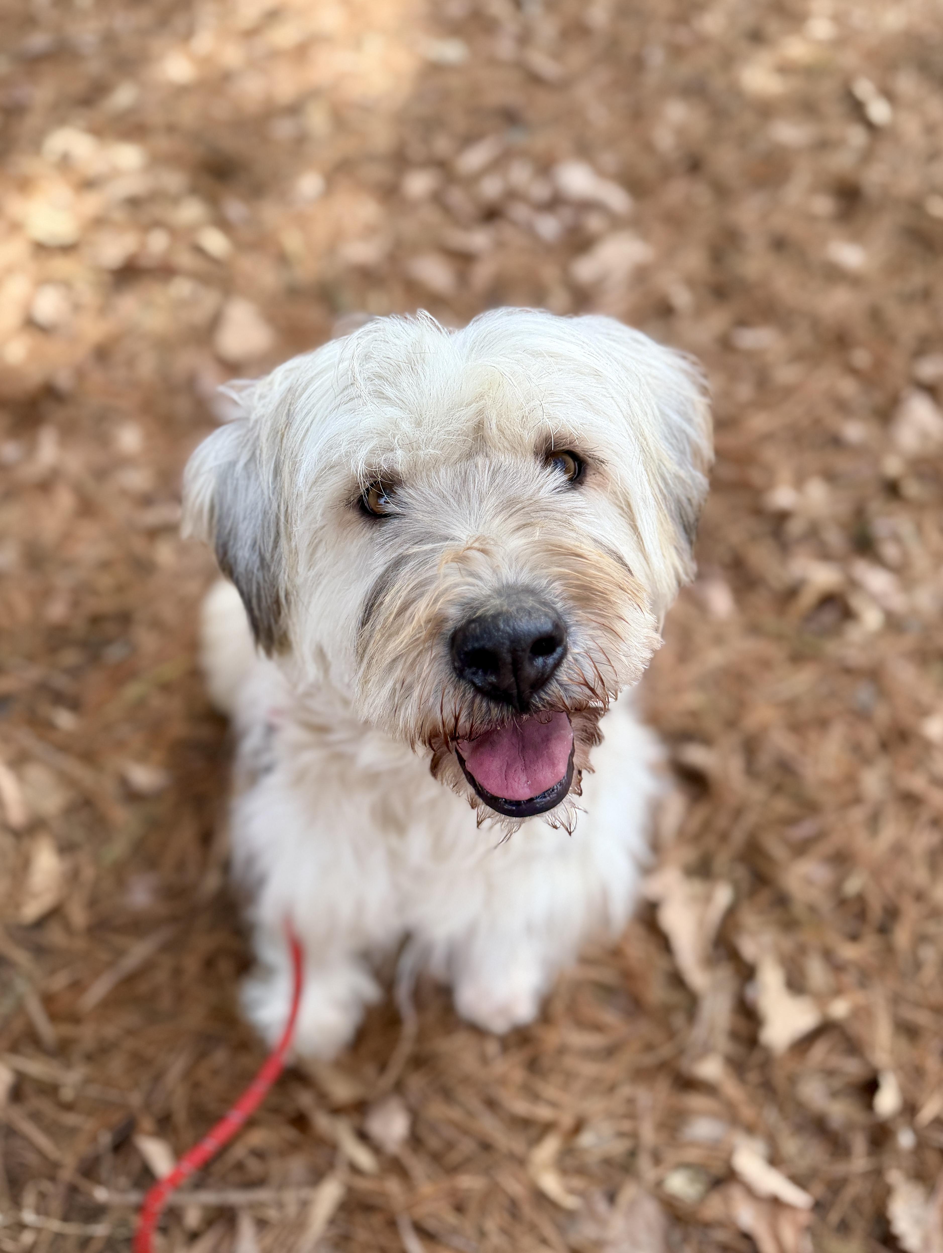 Enlarge Sora, a ADOPTABLE mixed breed in San Jose, CA image 1/2