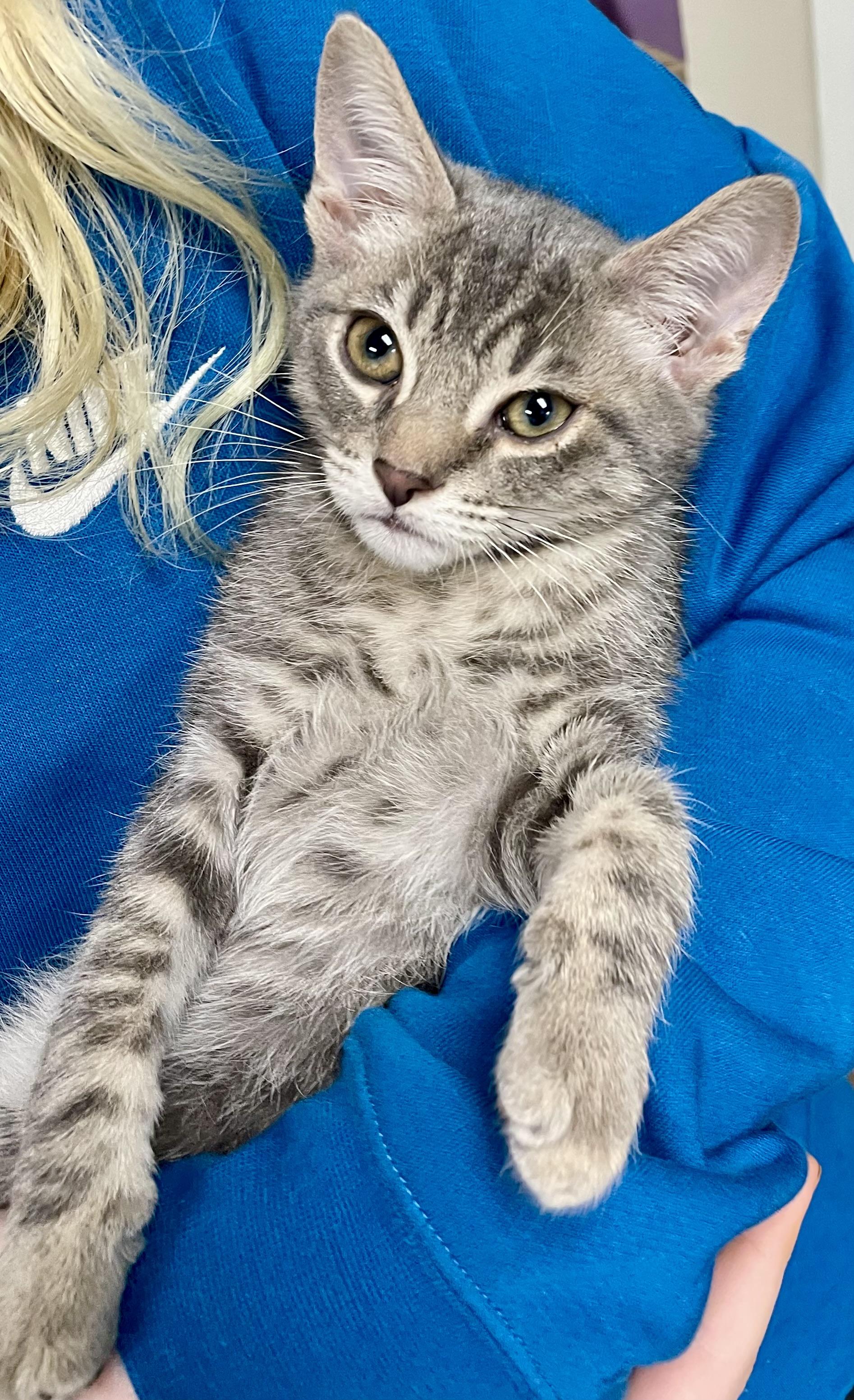 Mochi, a Adoptable Domestic Short Hair in Fernandina Beach, FL image 3/4