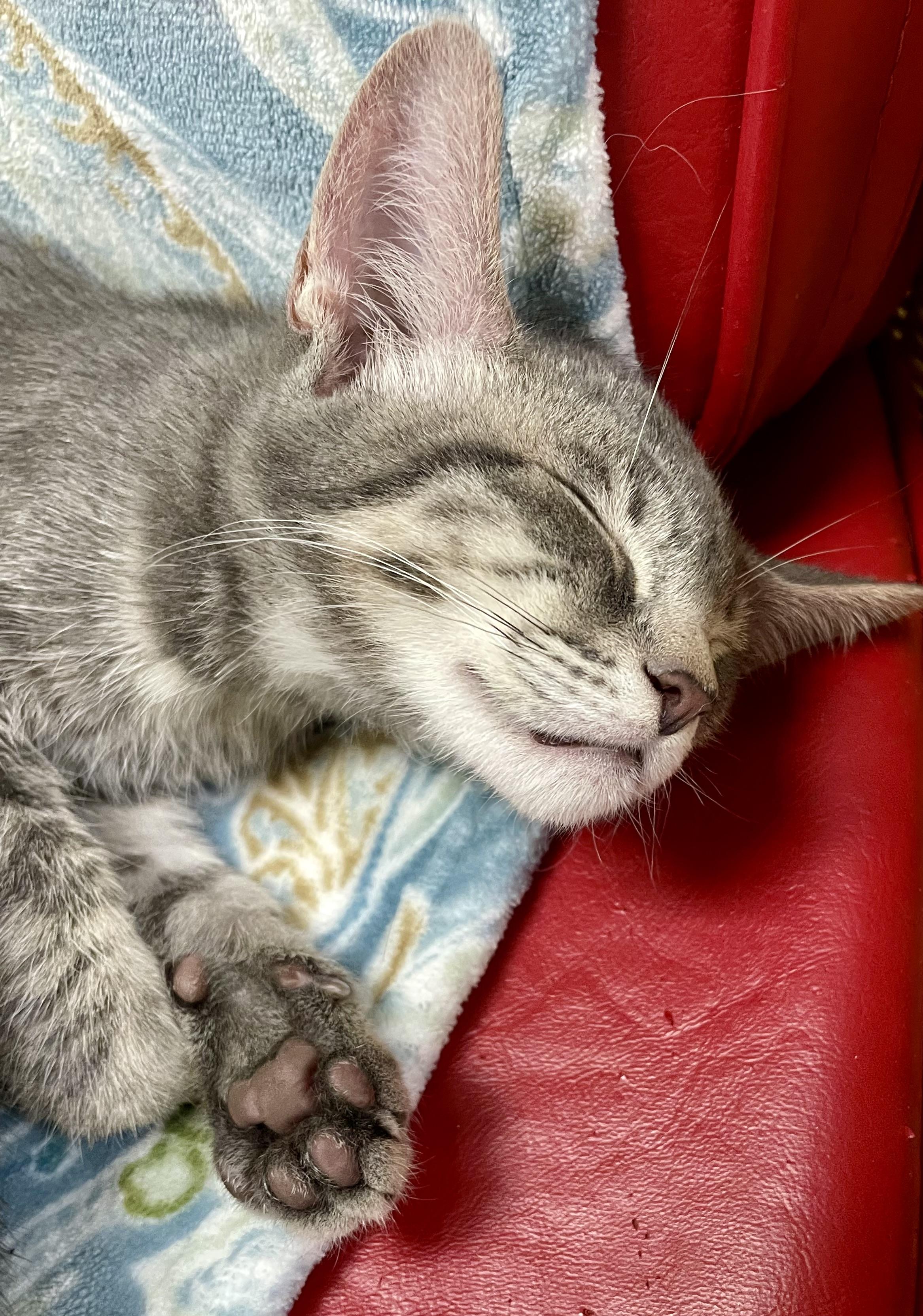 Mochi, a Adoptable Domestic Short Hair in Fernandina Beach, FL image 1/4