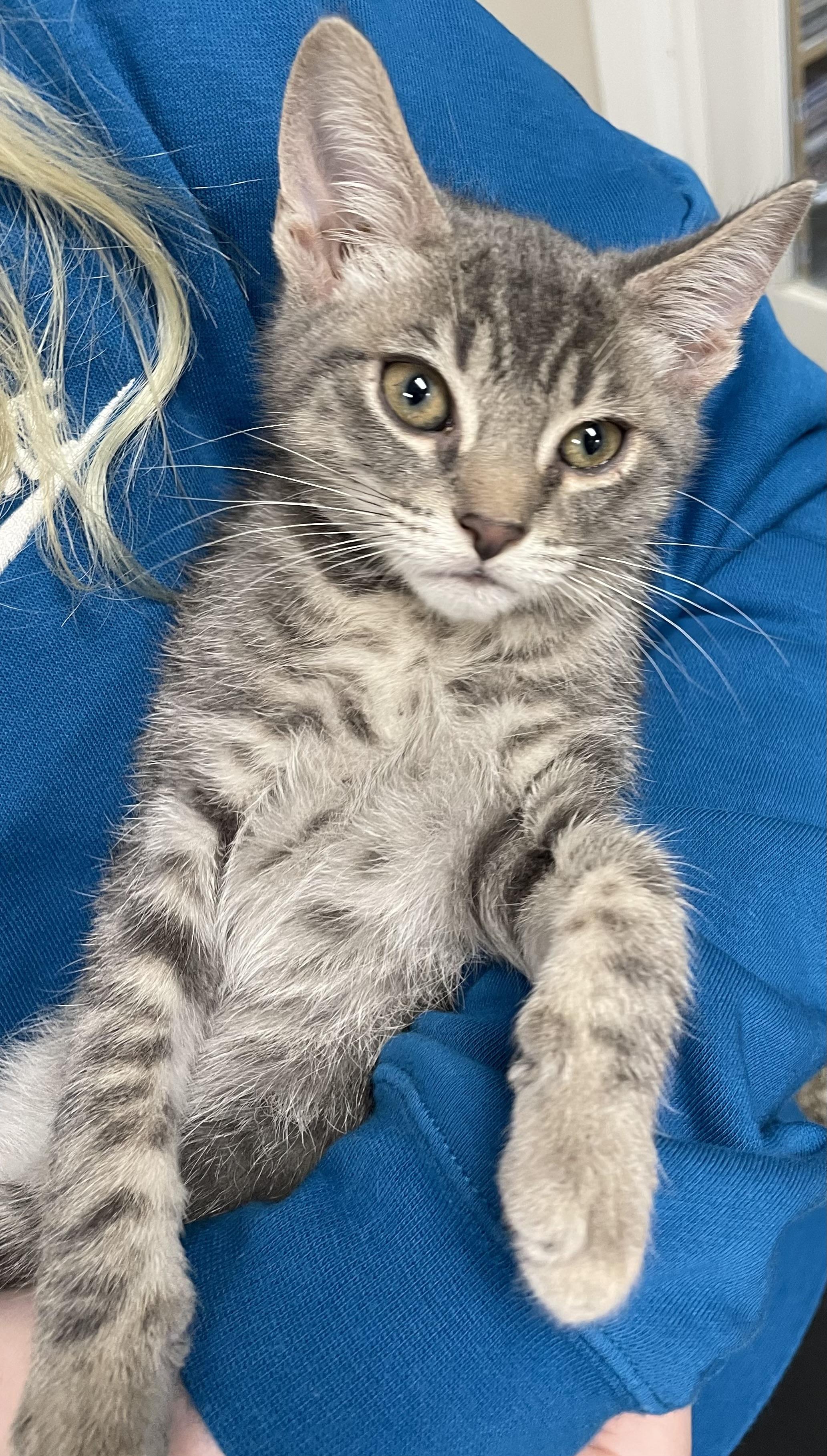 Mochi, a Adoptable Domestic Short Hair in Fernandina Beach, FL image 4/4