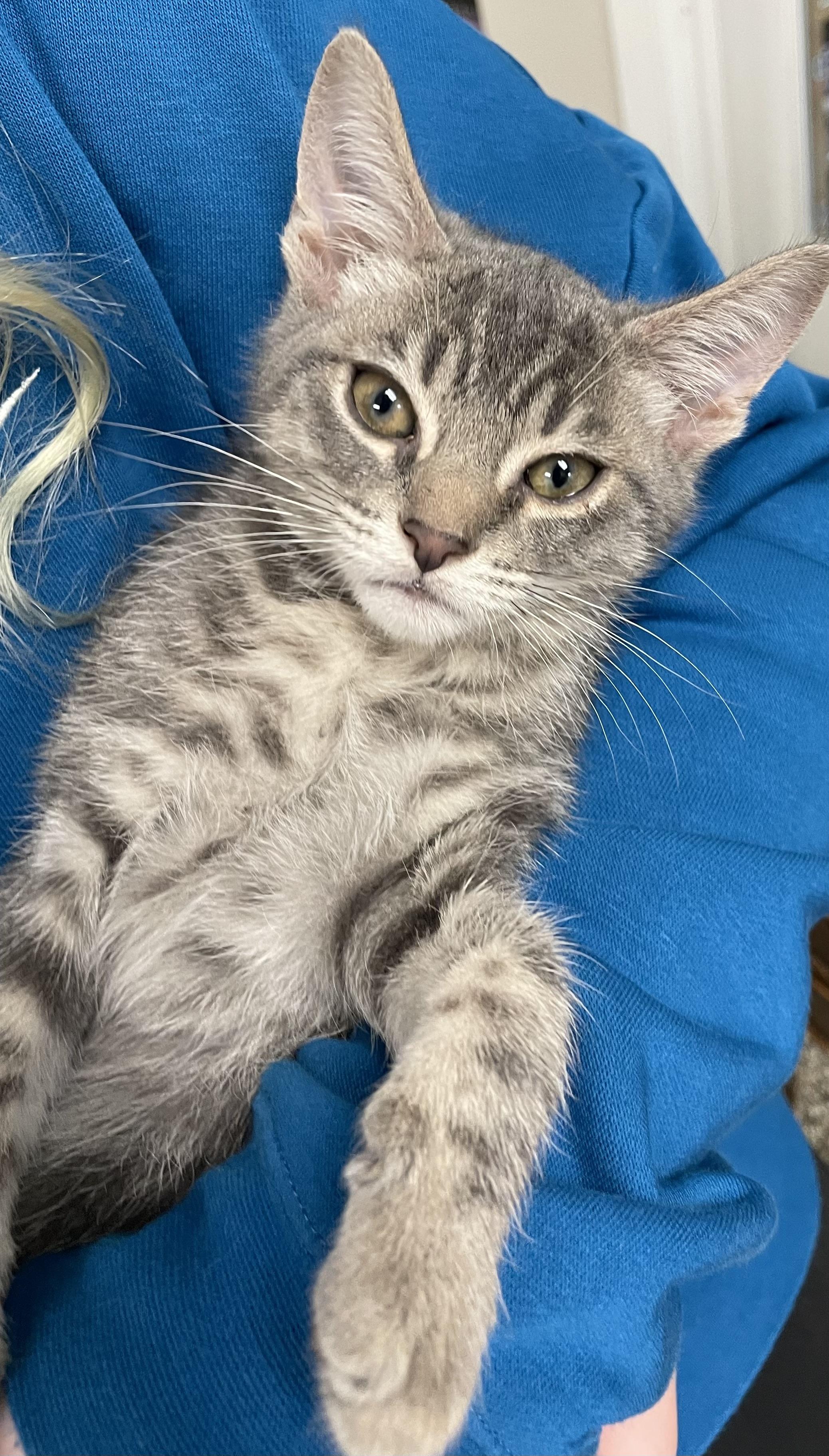 Mochi, a Adoptable Domestic Short Hair in Fernandina Beach, FL image 2/4