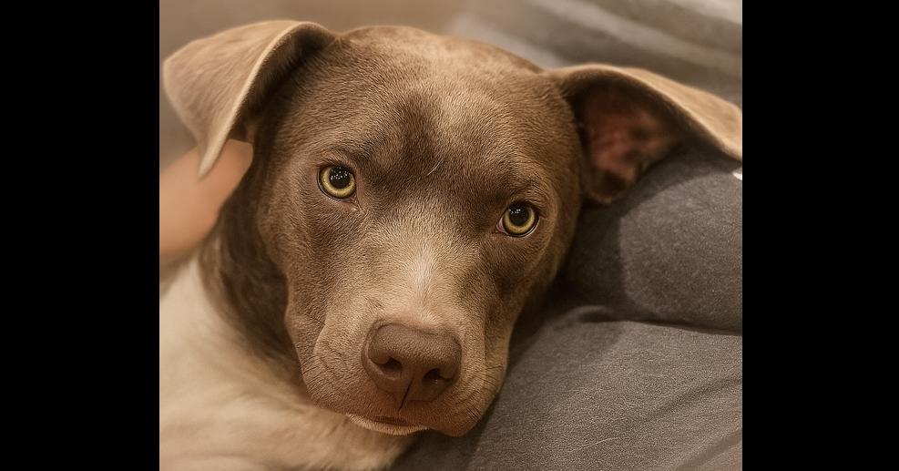 Candy, an adoptable Labrador Retriever, Weimaraner in Hermantown, MN, 55811 | Photo Image 1