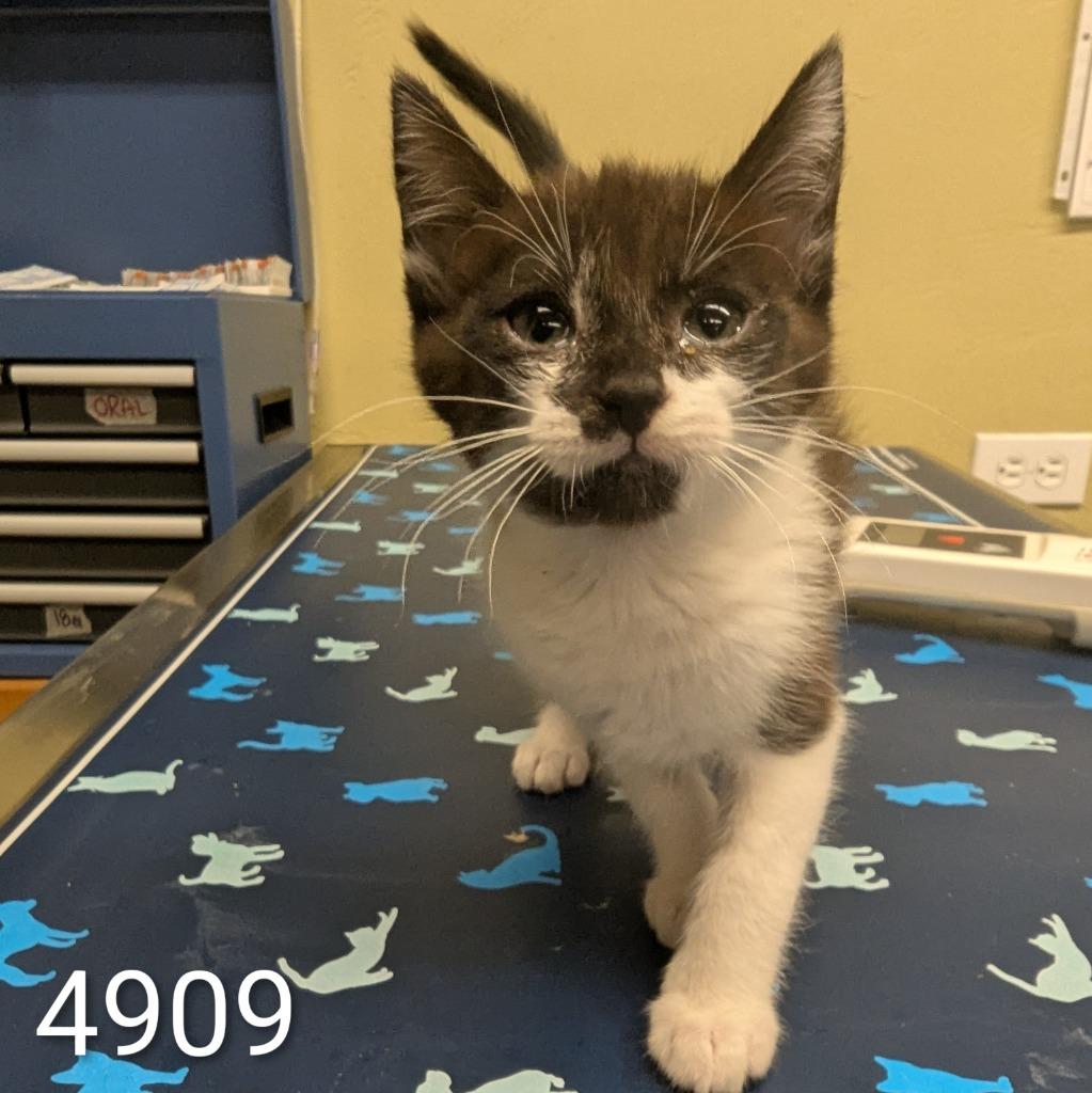 Muffler, Adoptable, Kitten Female Domestic Short Hair.