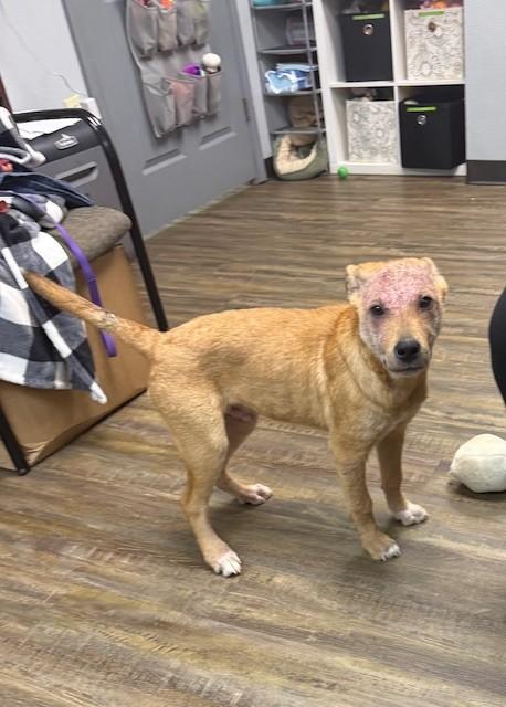 Cash, a ADOPTABLE mixed breed in Conway, AR image 2/2