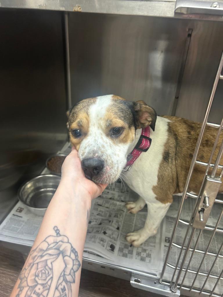 Enlarge Daisy, a Adoptable mixed breed in Hot Springs, AR image 1/1