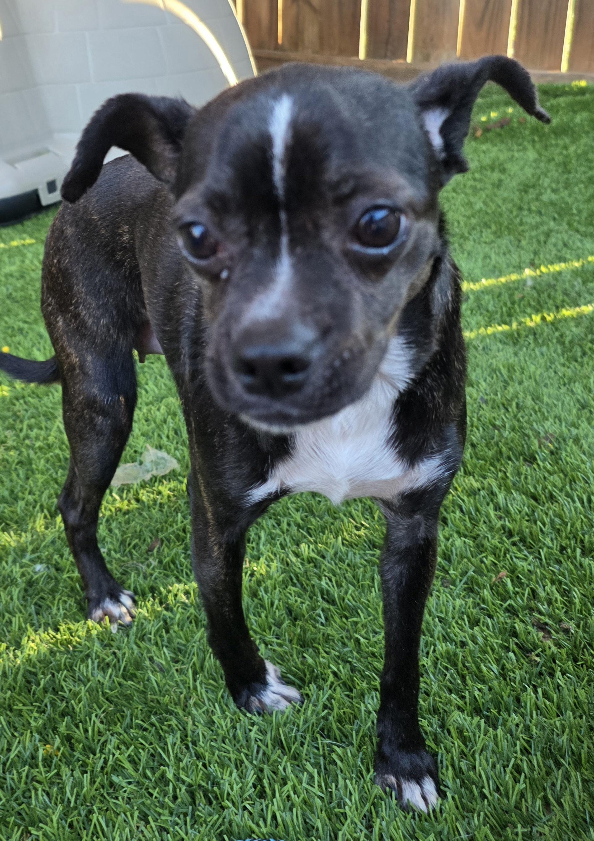 Enlarge Charlotte, an adopted mixed breed in Anderson, SC image 2/4