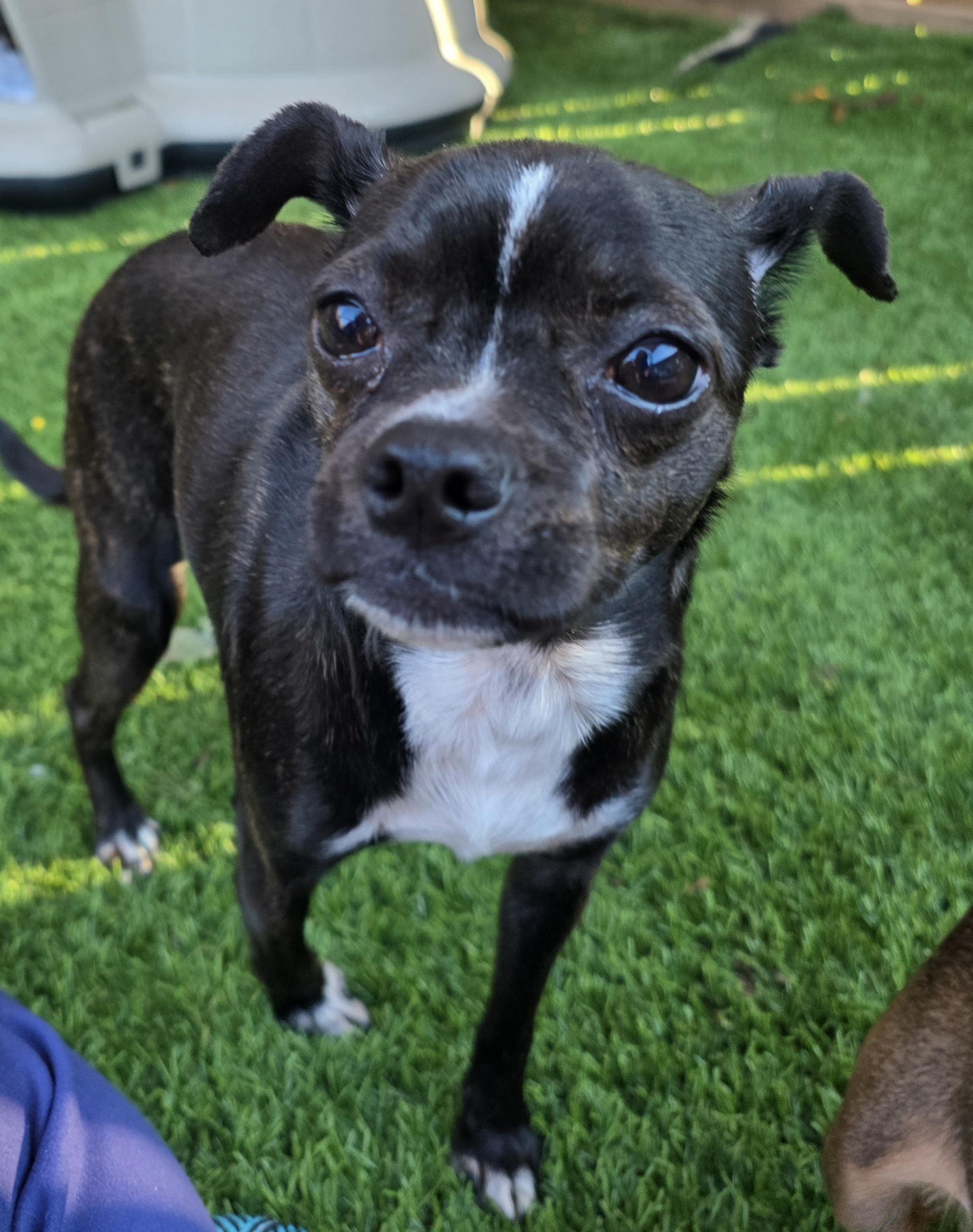 Enlarge Charlotte, an adopted mixed breed in Anderson, SC image 1/4