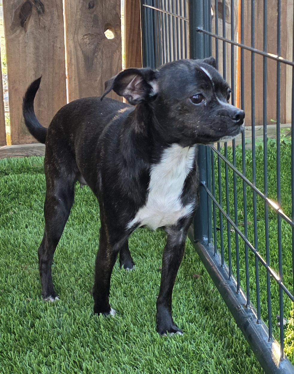 Enlarge Charlotte, an adopted mixed breed in Anderson, SC image 3/4