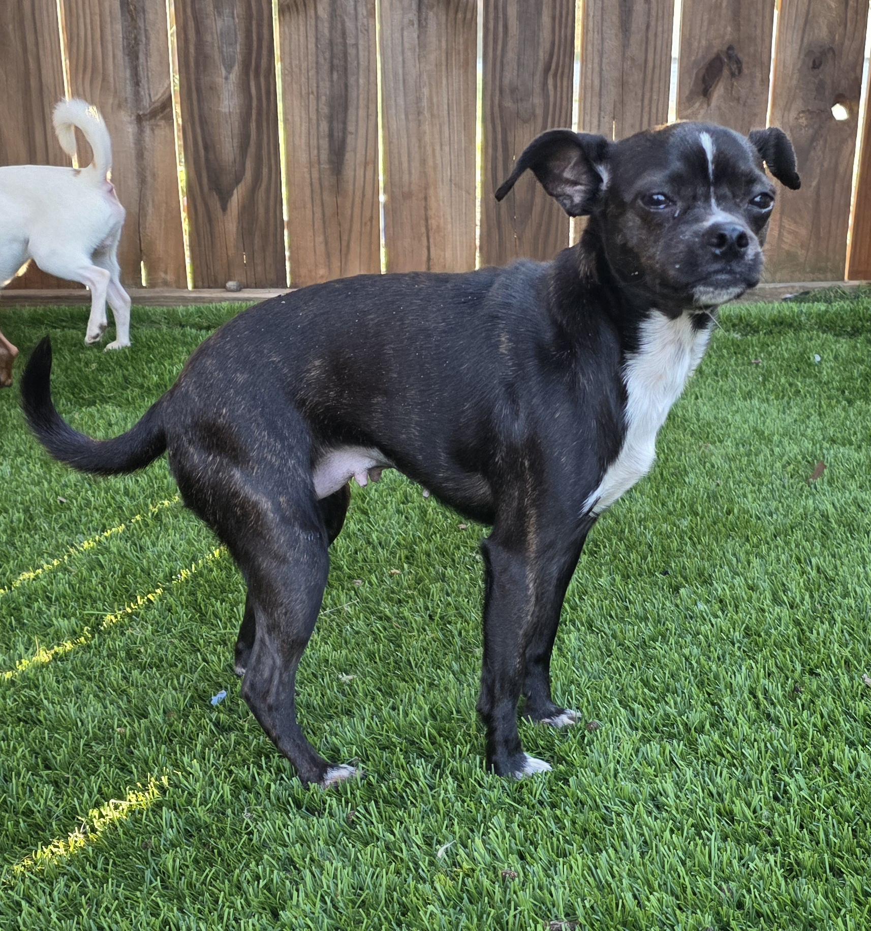Enlarge Charlotte, an adopted mixed breed in Anderson, SC image 4/4