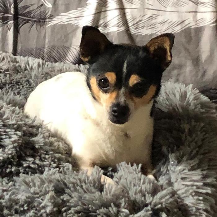 Enlarge Teddy, an adopted mixed breed in Sherwood, OR image 5/6