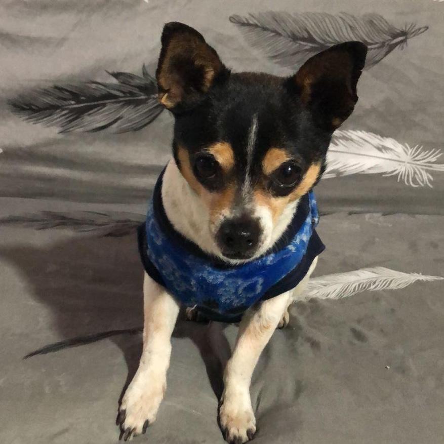 Enlarge Teddy, an adopted mixed breed in Sherwood, OR image 4/6