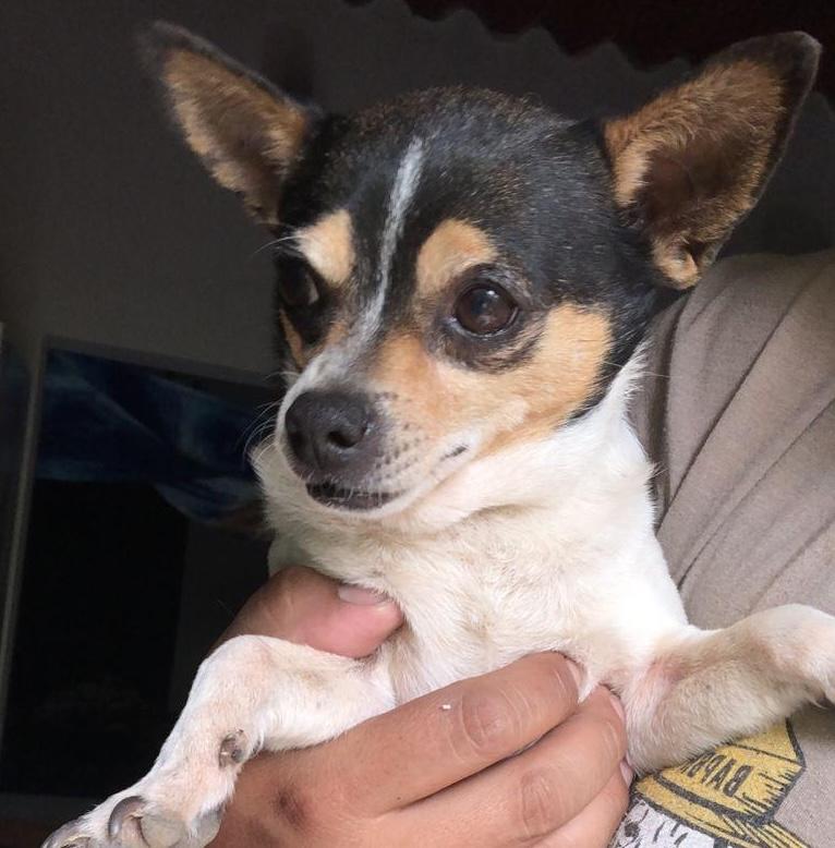 Teddy, adopted, Adult Male Chihuahua.