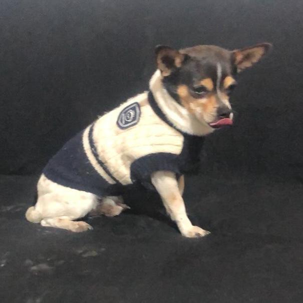 Enlarge Teddy, an adopted mixed breed in Sherwood, OR image 6/6