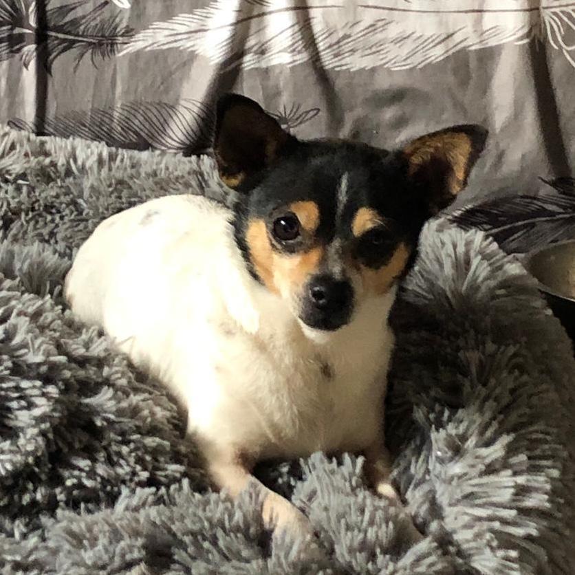 Enlarge Teddy, an adopted mixed breed in Sherwood, OR image 3/6