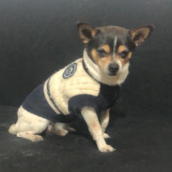 Enlarge Teddy, an adopted mixed breed in Sherwood, OR image 2/6