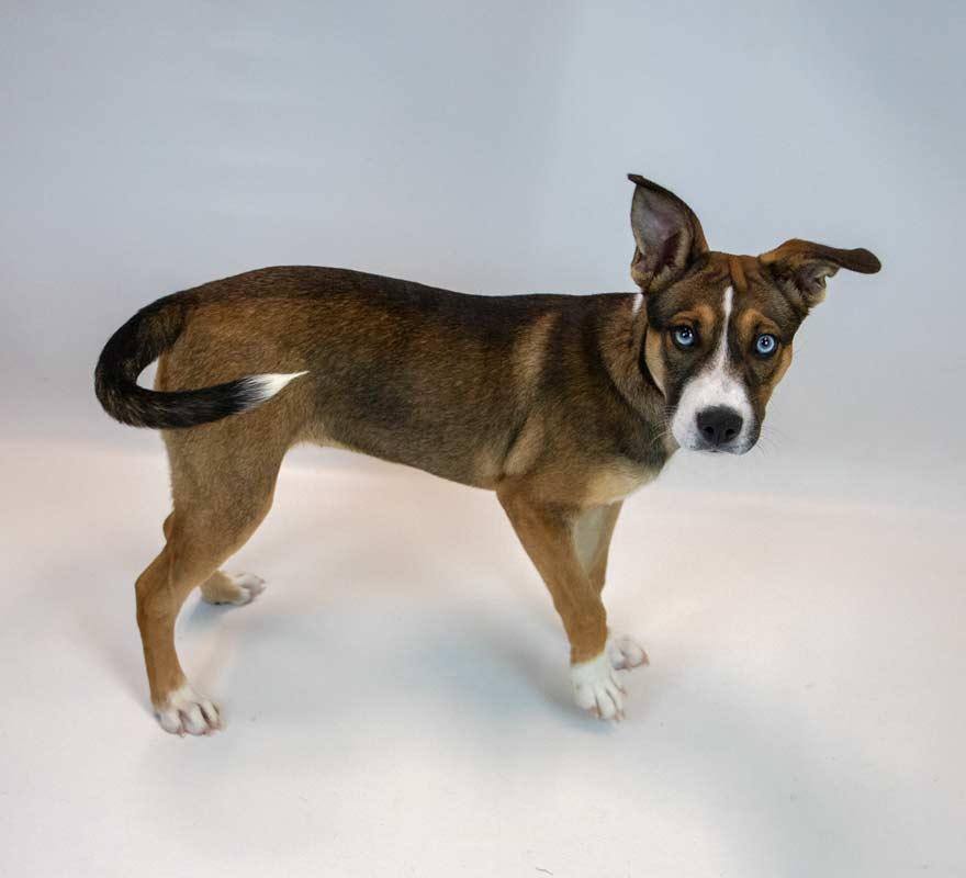 Ursula, an adopted mixed breed in Kennesaw, GA image 5/6