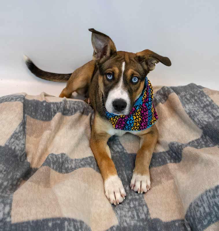 Ursula, an adopted mixed breed in Kennesaw, GA image 2/6